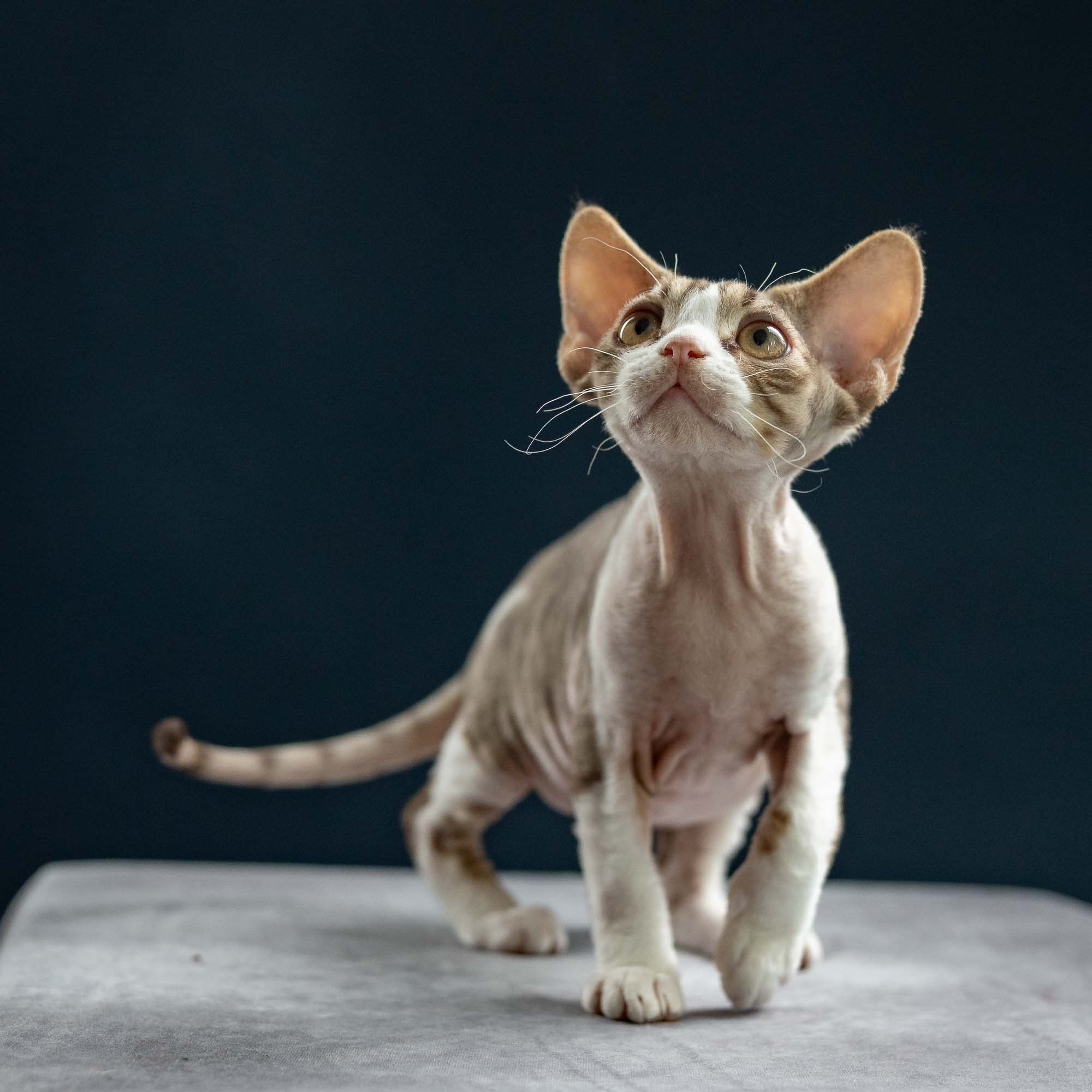 Hugo, boy, born 04.20.25. Devon Rex Pixie Cattery