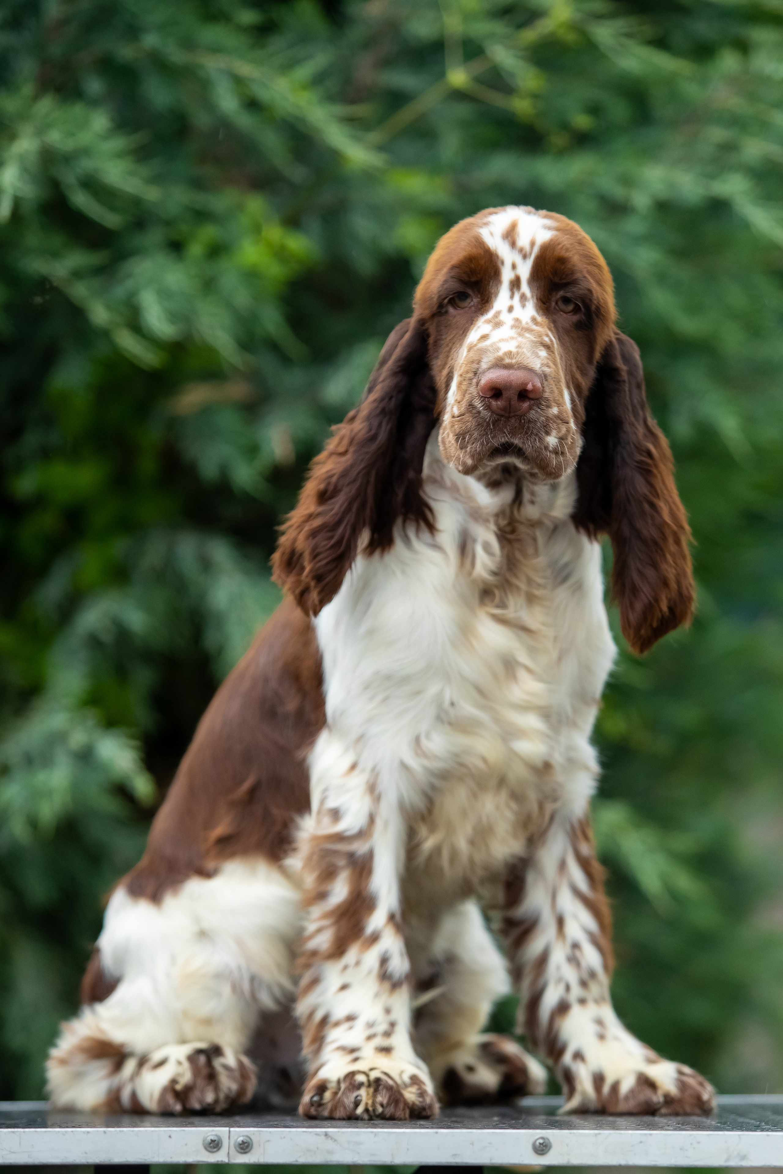 Male — Orange collar 🧡. Website of the titled stud dog of the Springer Spaniel breed