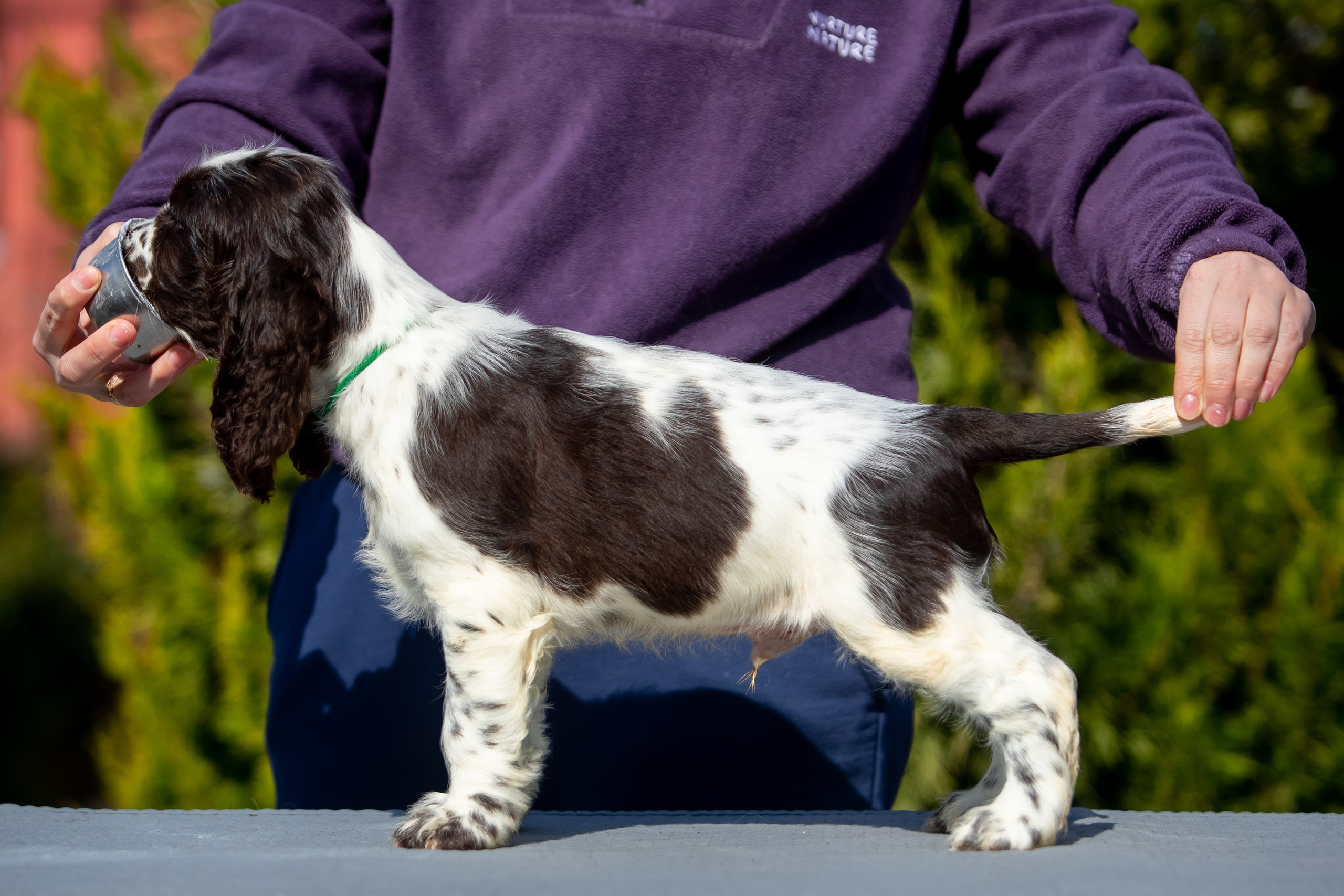 Male — Green collar 💚. Website of the titled stud dog of the Springer Spaniel breed