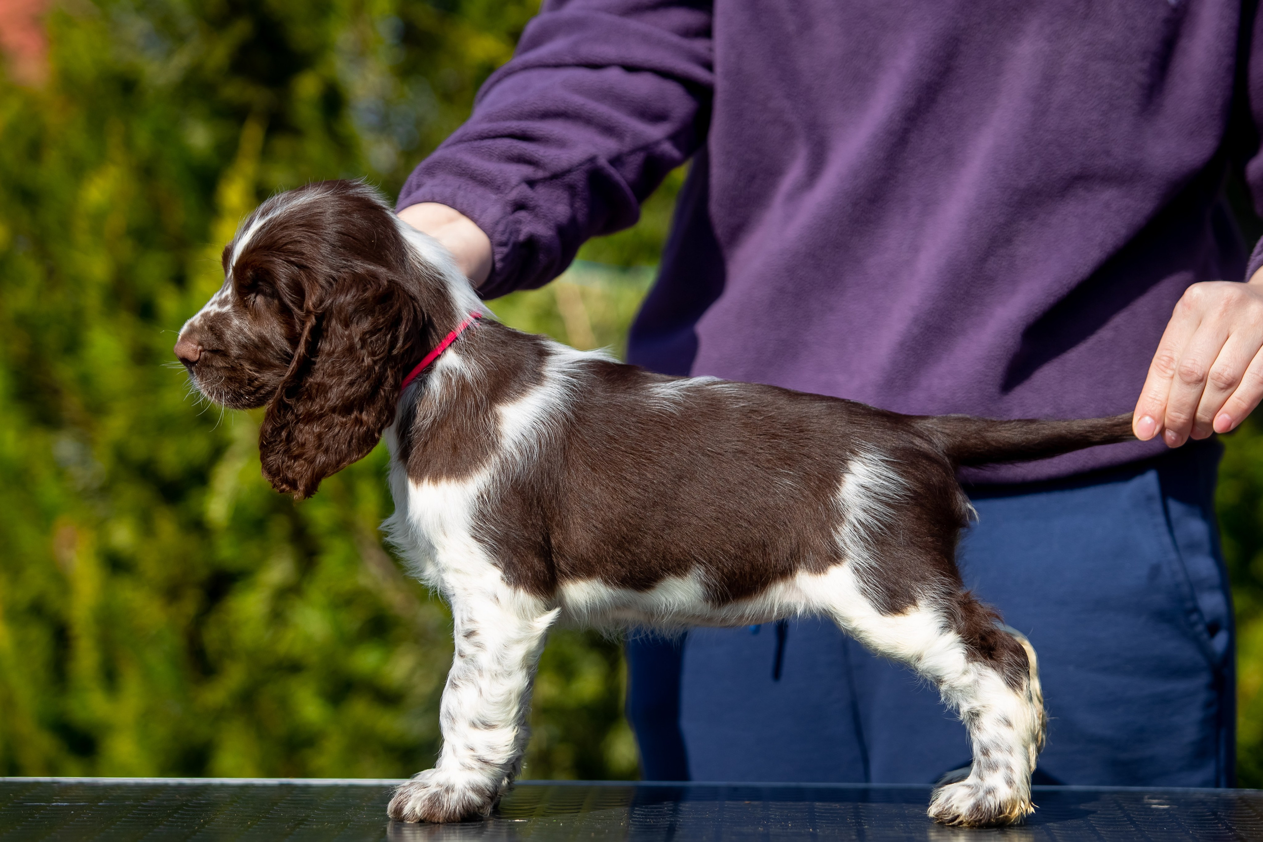 Female — Pink collar 💗. Website of the titled stud dog of the Springer Spaniel breed