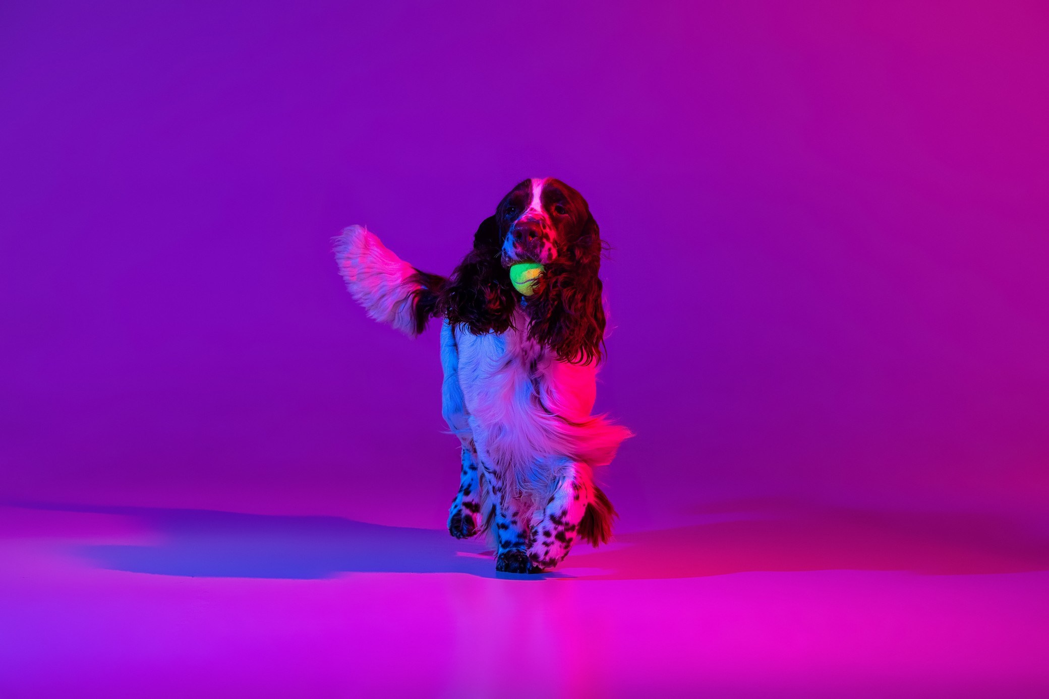 English Springer Spaniel male show movement