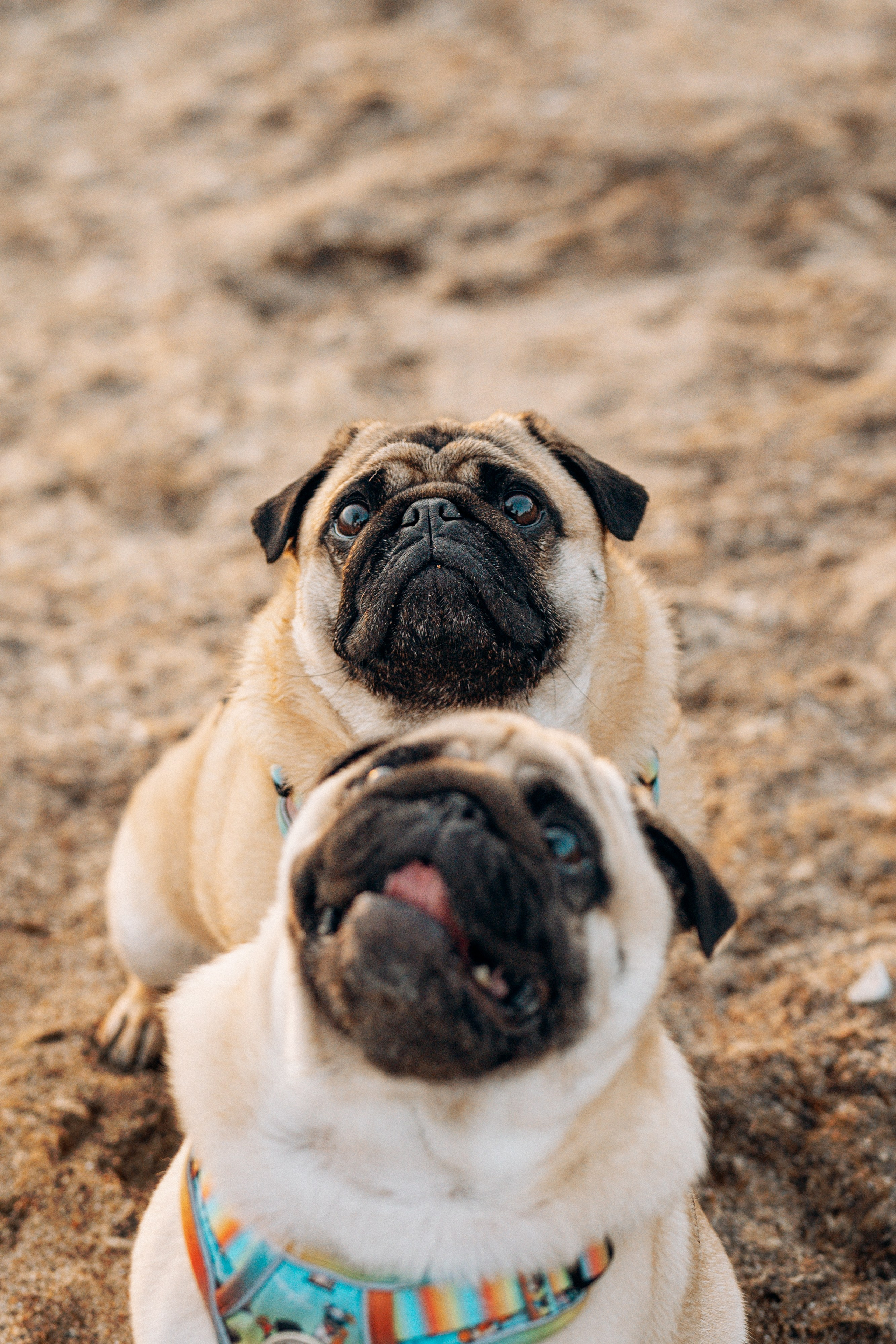 Frank, Tony, Katerina & Lev. Kat Laisaar — Pet photographer in Tallinn