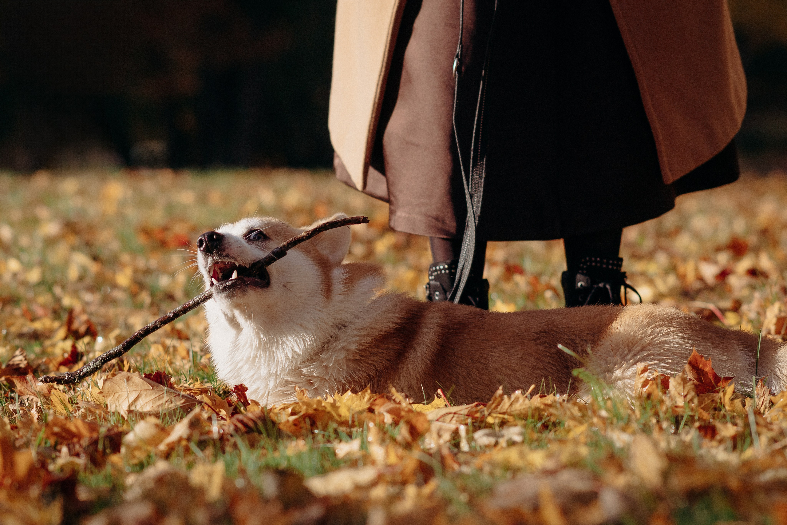 Liisa, Alexander & Marsel. Фотограф-анималист в Таллинне, Катя Лайсаар