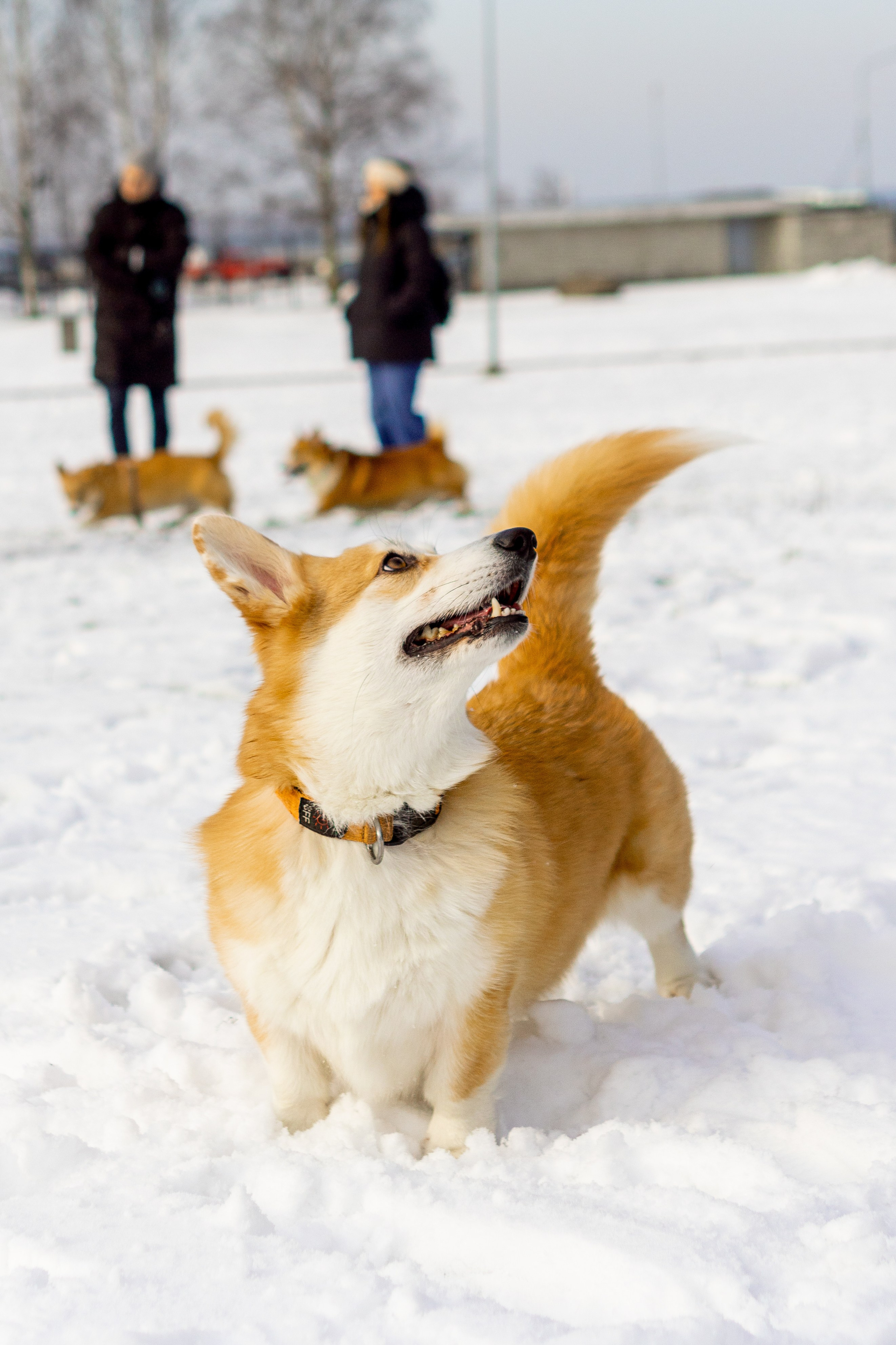 Corgi party, 23 feb. 2025. Kat Laisaar — Pet photographer in Tallinn