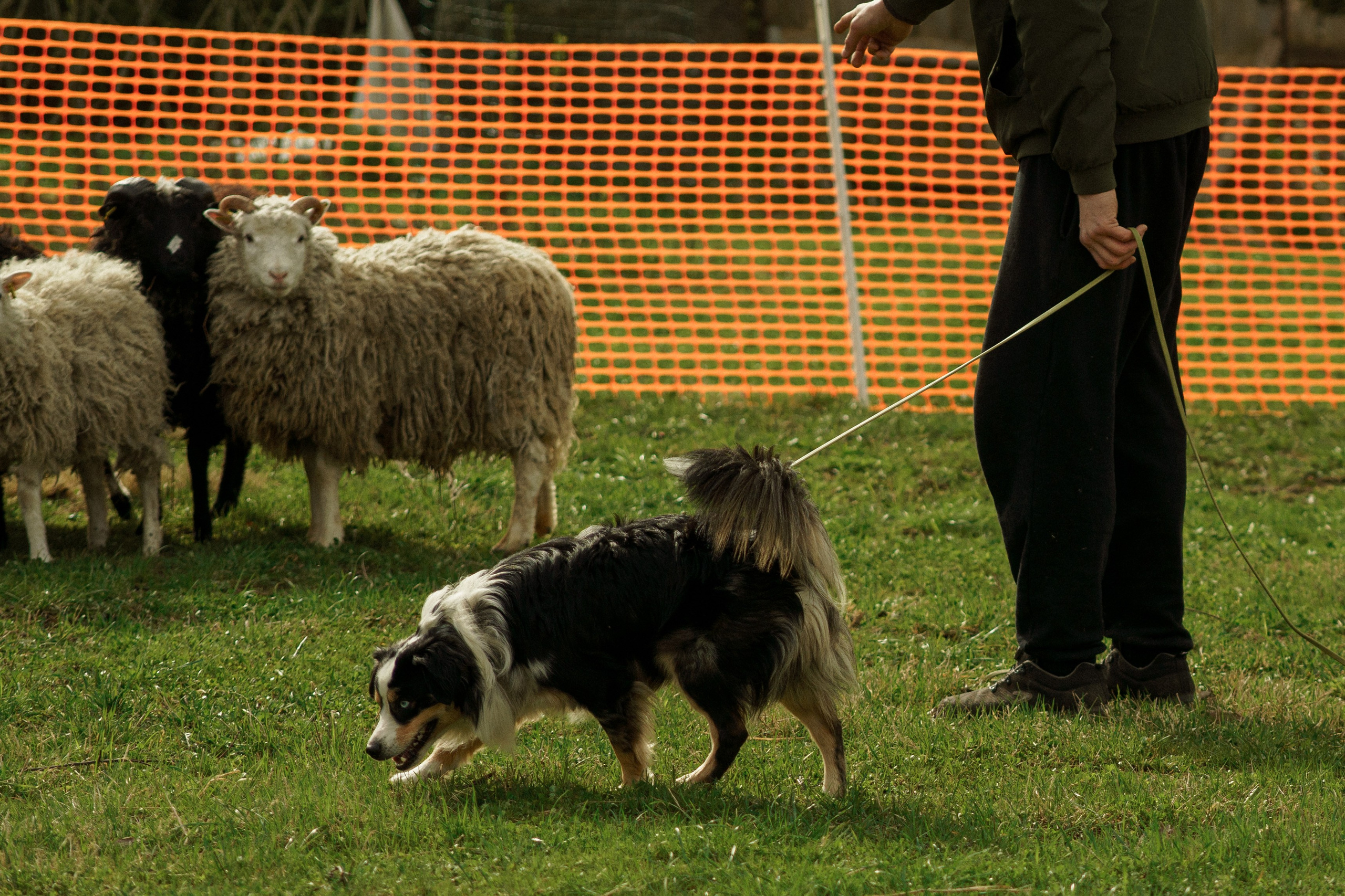 Herding Days, 26 apr. 2025. Kat Laisaar — Pet photographer in Tallinn