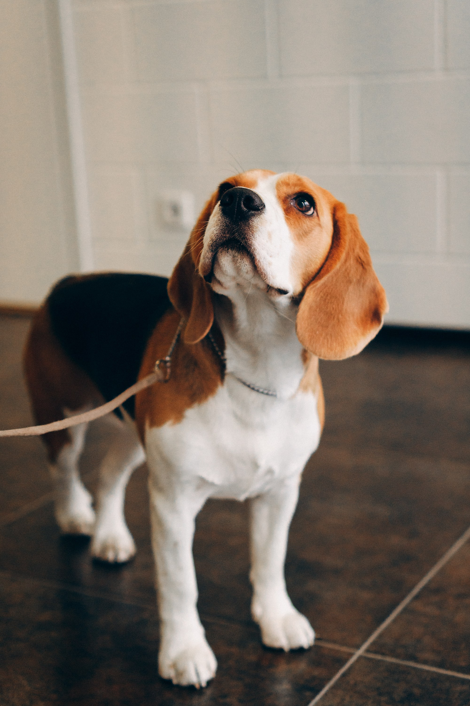 Luure & Cascada. Kat Laisaar — Pet photographer in Tallinn