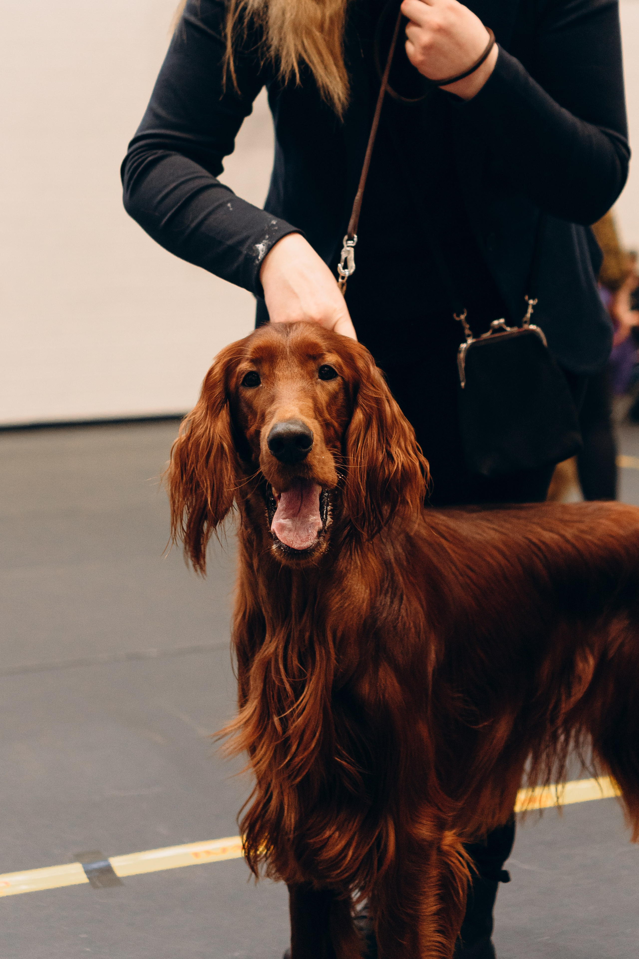 Pärnu dog weekend photo report. Kat Laisaar — Pet photographer in Tallinn