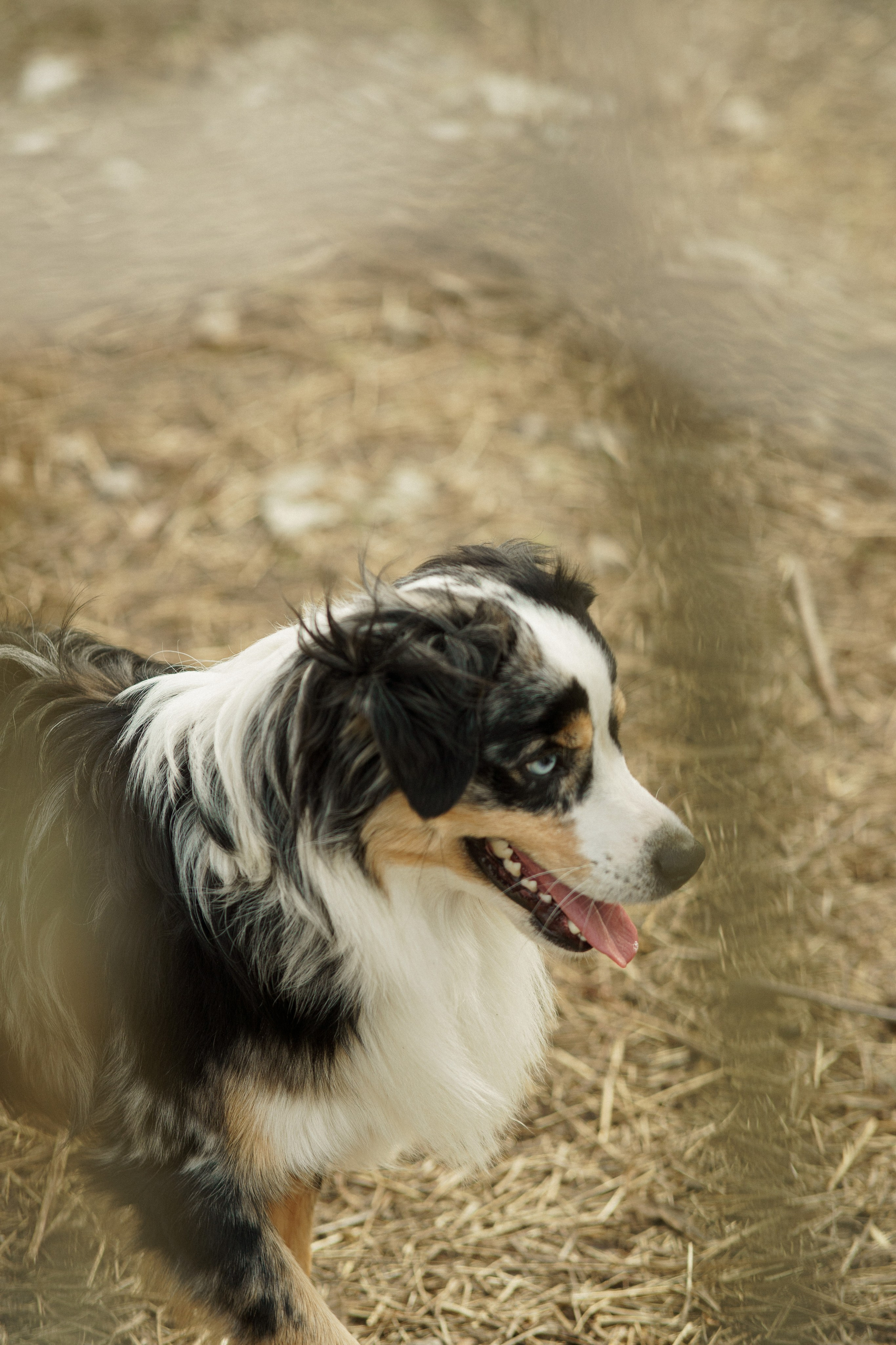 Herding Days, 26 apr. 2025. Kat Laisaar — Pet photographer in Tallinn