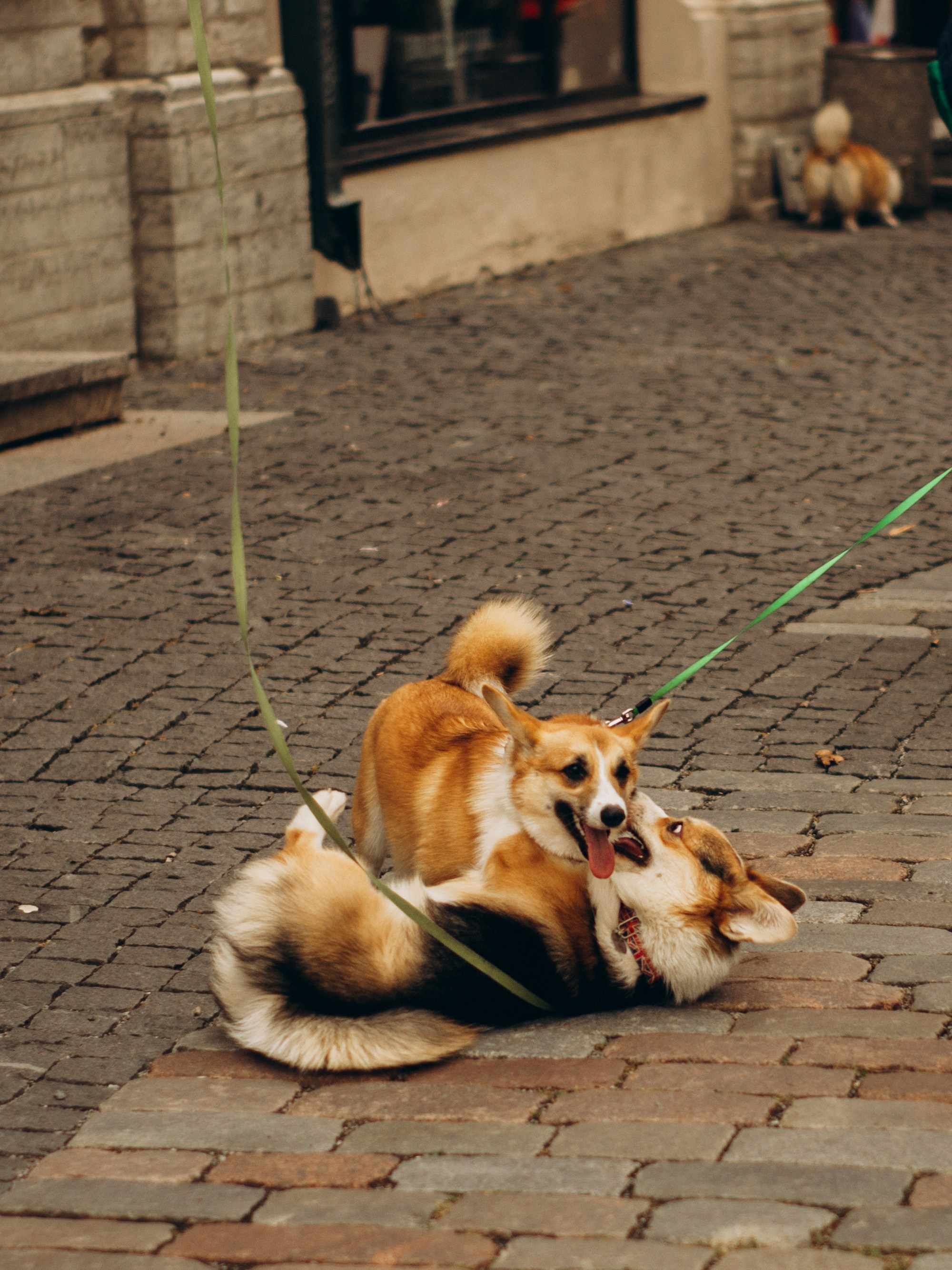 Corgi party, september. Kat Laisaar — Pet photographer in Tallinn