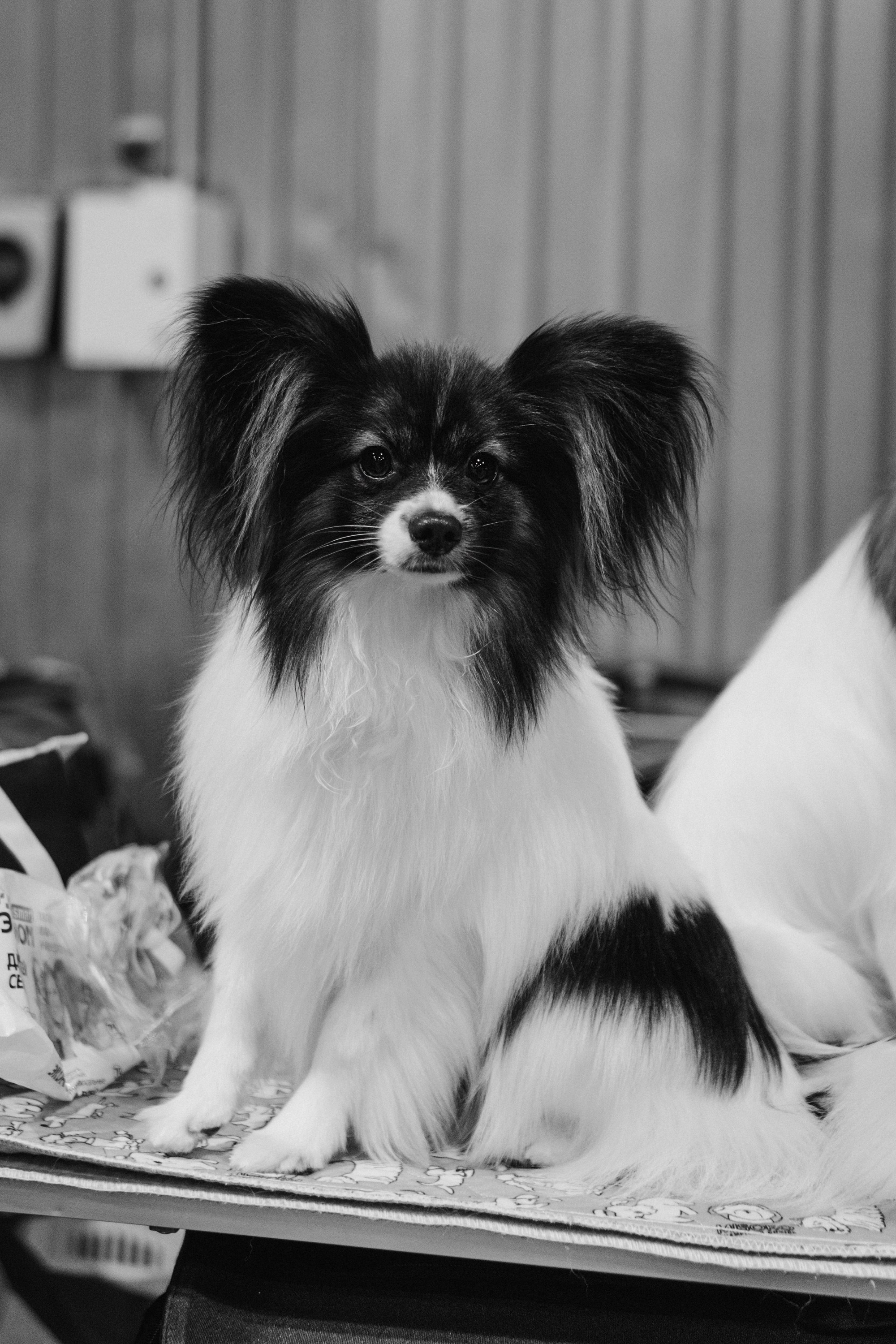 Tartu International Dog Show. Kat Laisaar — Pet photographer in Tallinn