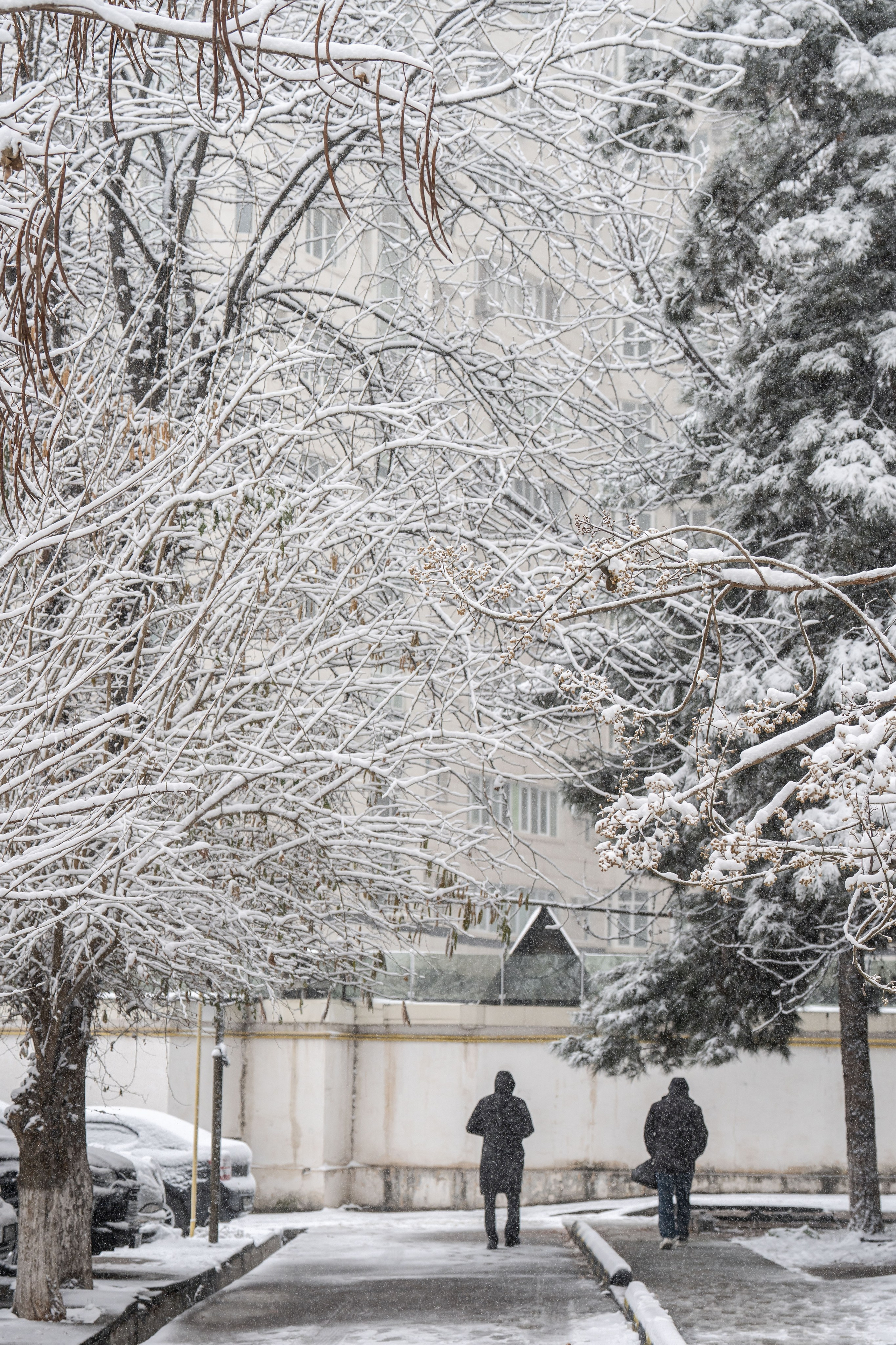 Снег. Георгий Намазов | Фотограф в Ташкенте