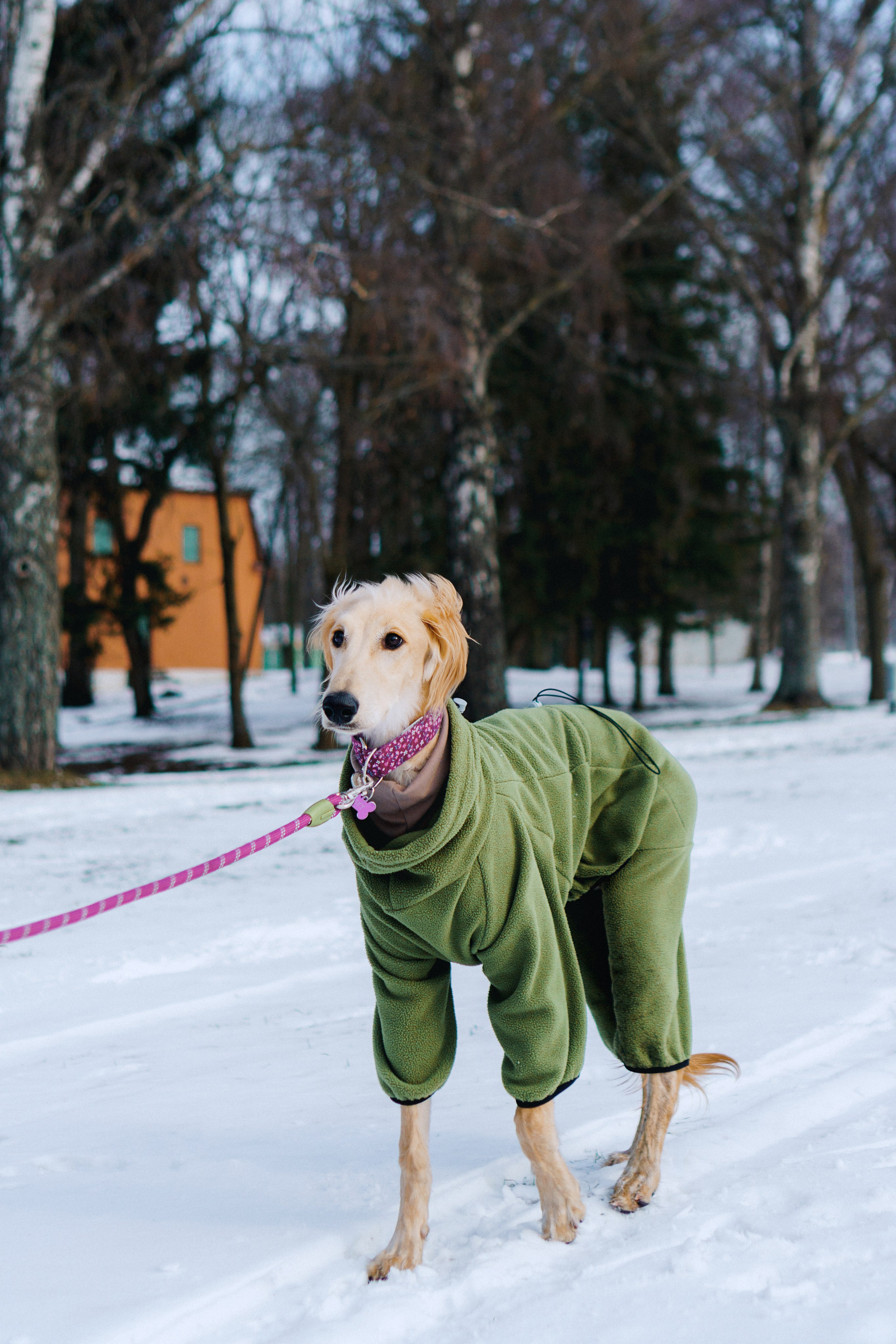 Nicole & Sky. Kat Laisaar — Pet photographer in Tallinn