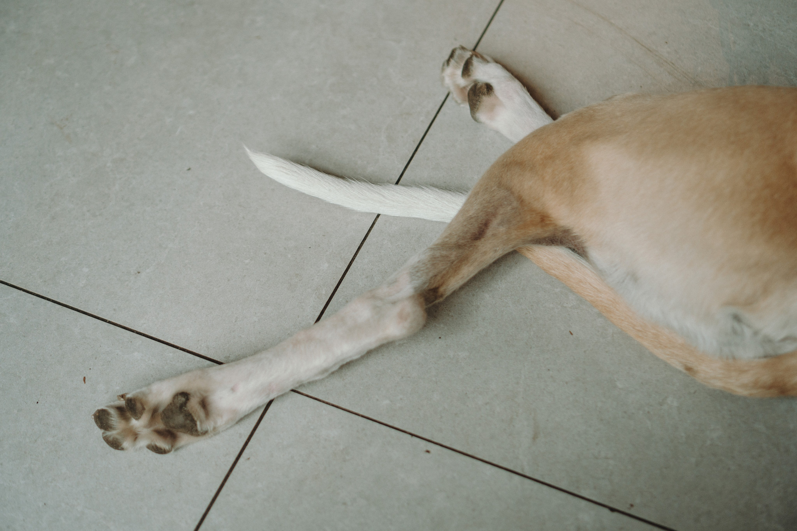 GalgoTreff / Mia Pagar 1 may, 2025. Kat Laisaar — Pet photographer in Tallinn