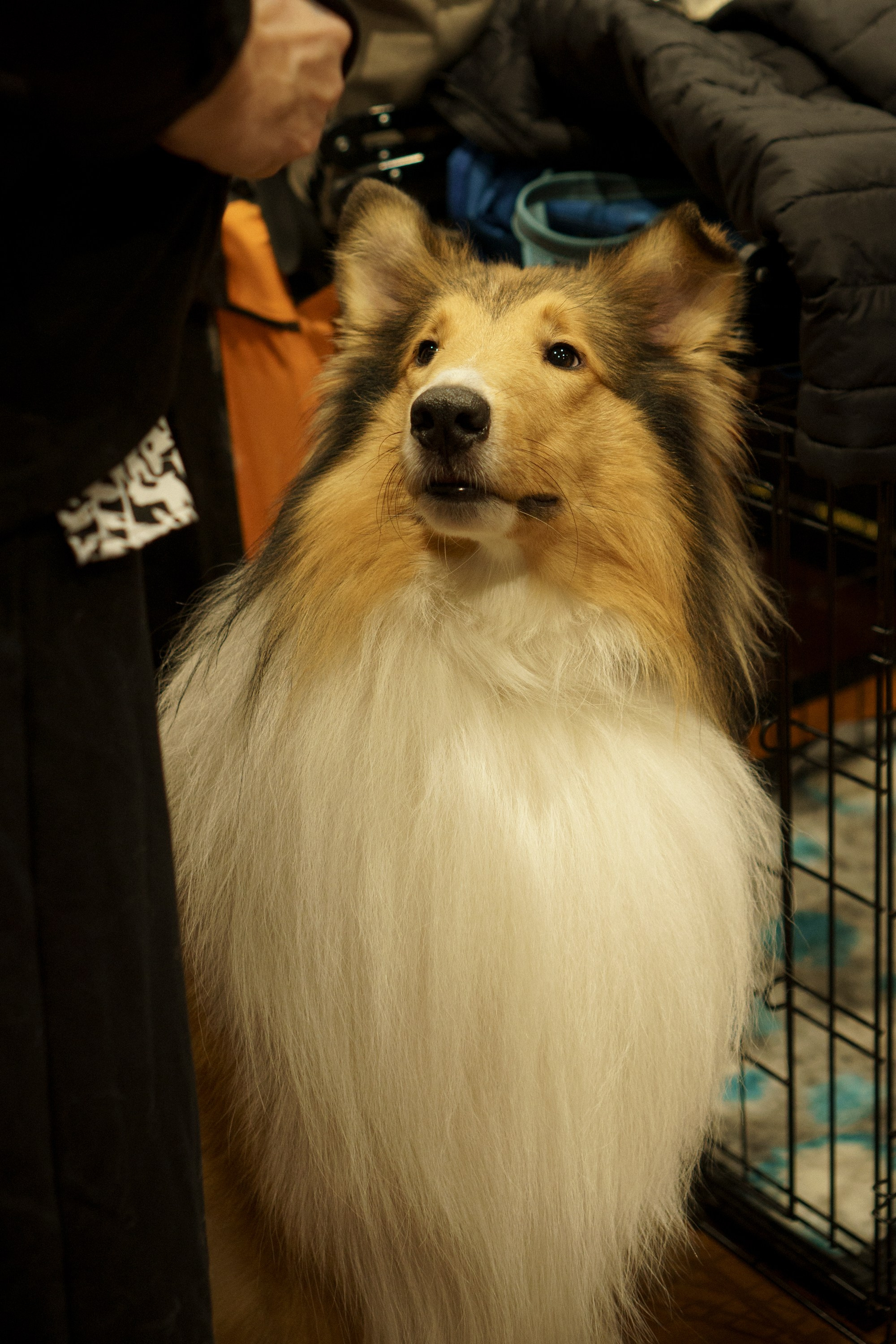 Tartu International Dog Show. Kat Laisaar — Pet photographer in Tallinn