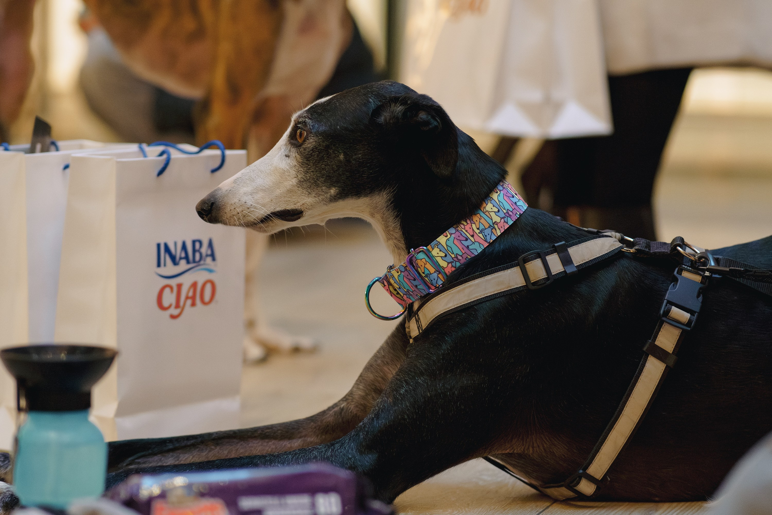 GalgoTreff / Solaris keskus 16 november. Kat Laisaar — Pet photographer in Tallinn