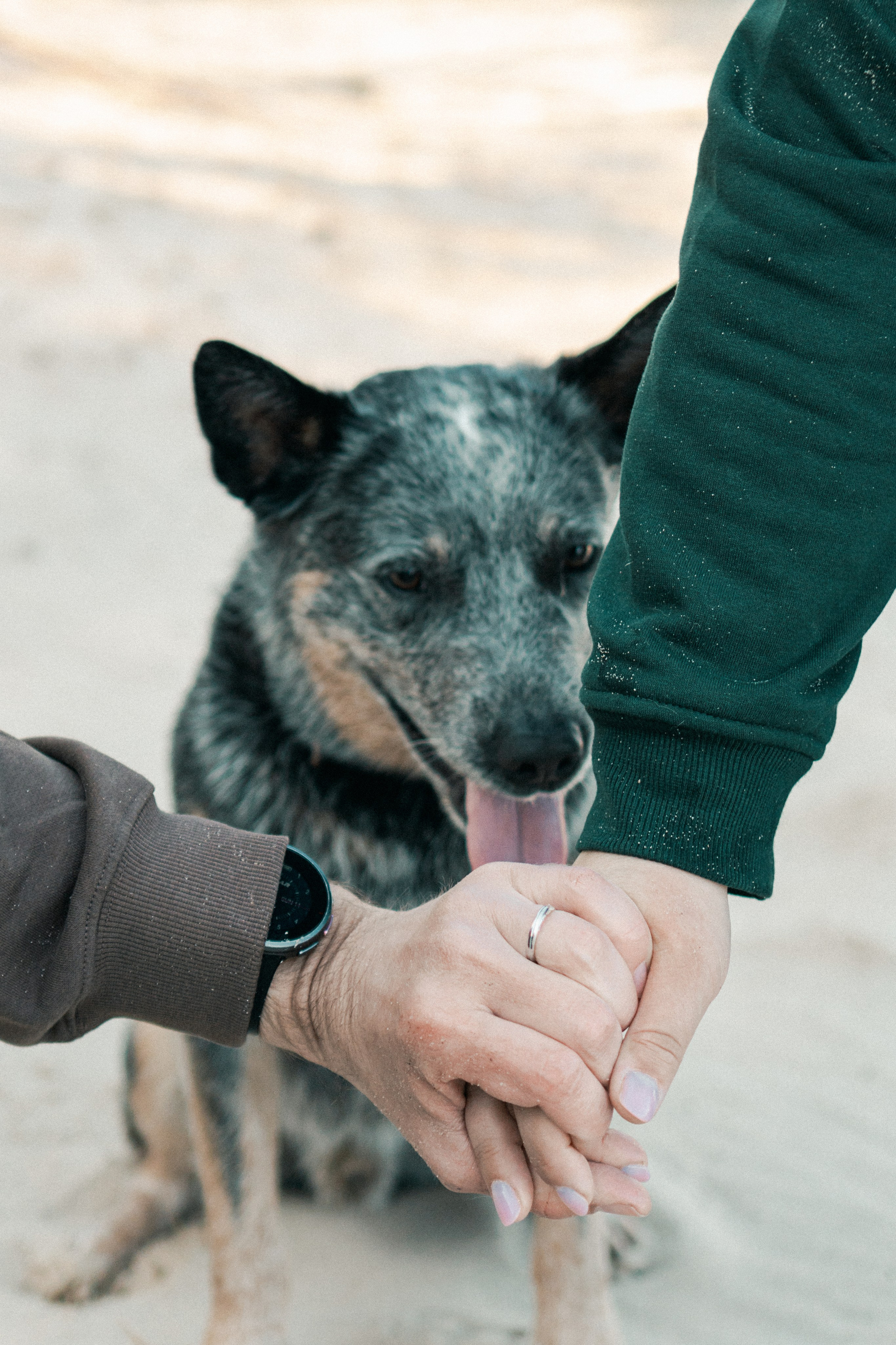 Oskar, Maria & Dmitrii. Kat Laisaar — Pet photographer in Tallinn