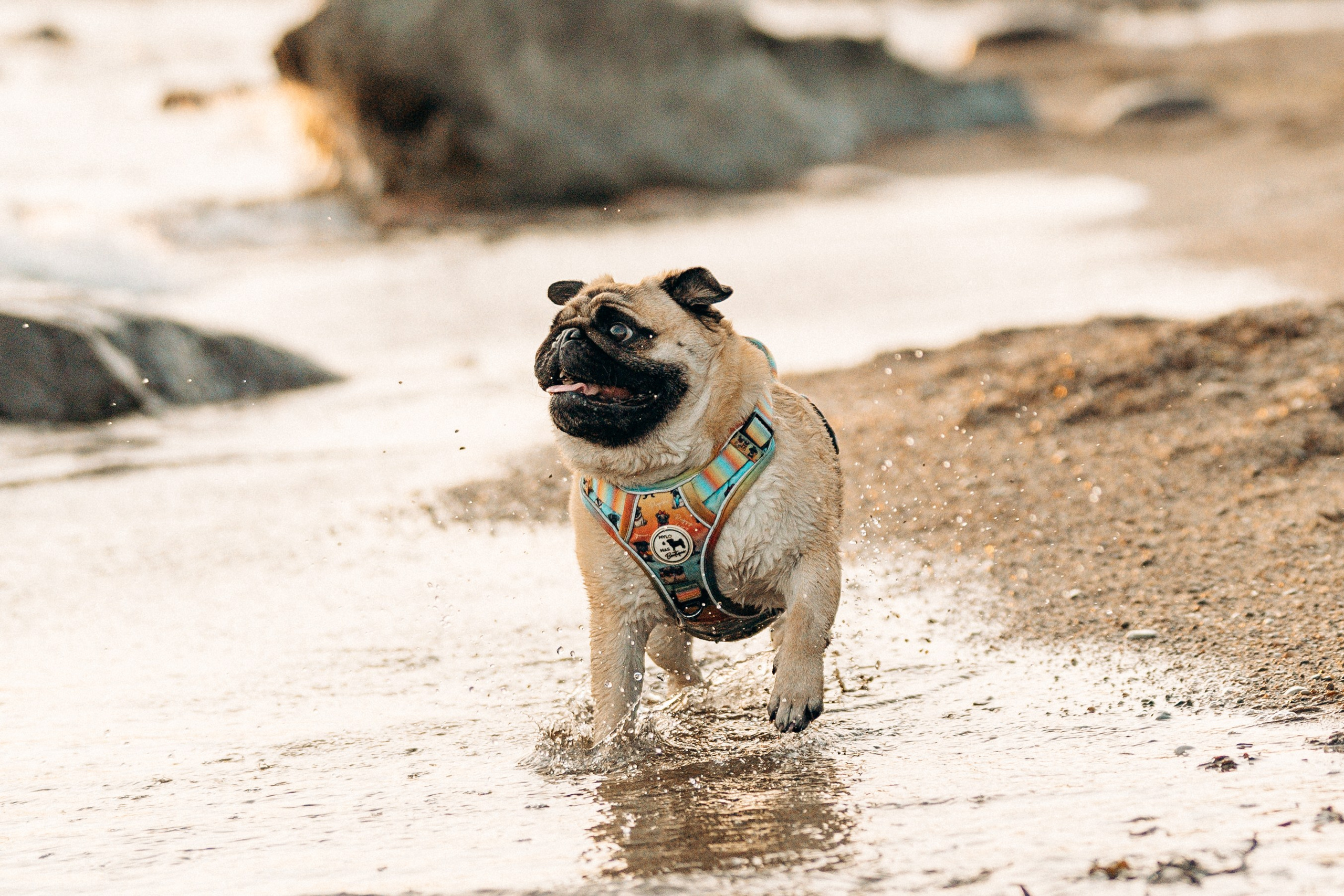 Frank, Tony, Katerina & Lev. Kat Laisaar — Pet photographer in Tallinn