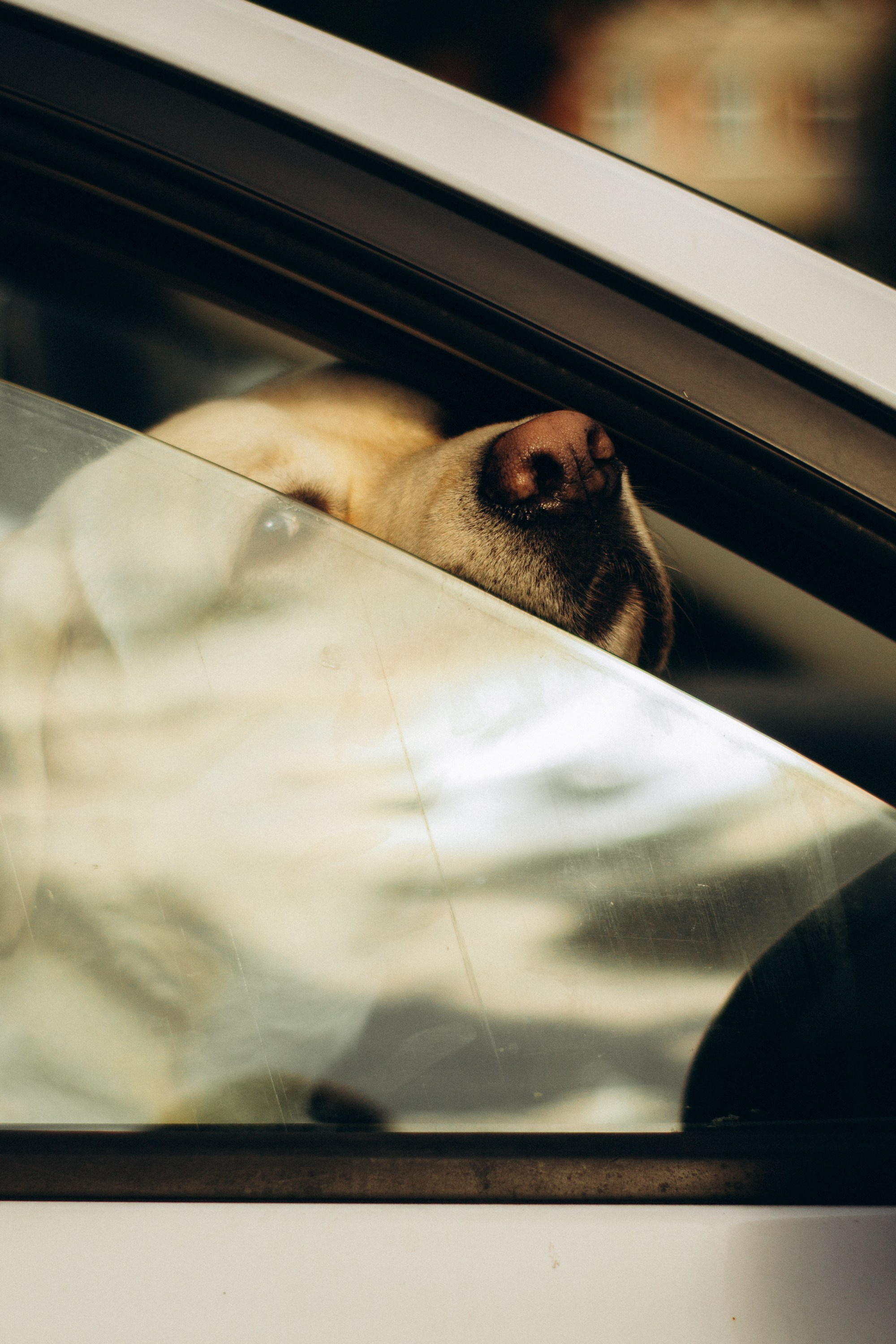 Dog Street Photography in Estonia. Kat Laisaar — Pet photographer in Tallinn