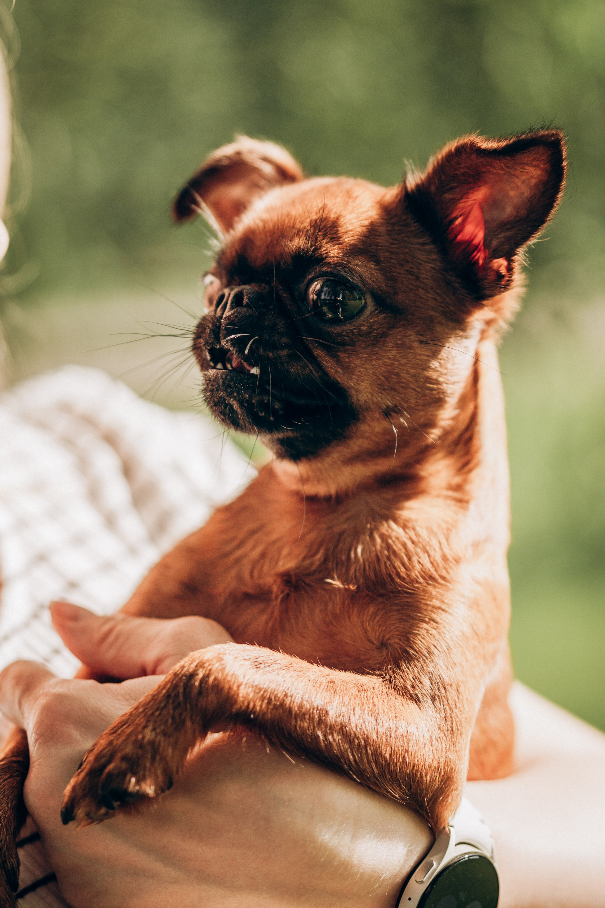 Natalia, Janik, Nusha & Betty. Фотограф-анималист в Таллинне, Катя Лайсаар