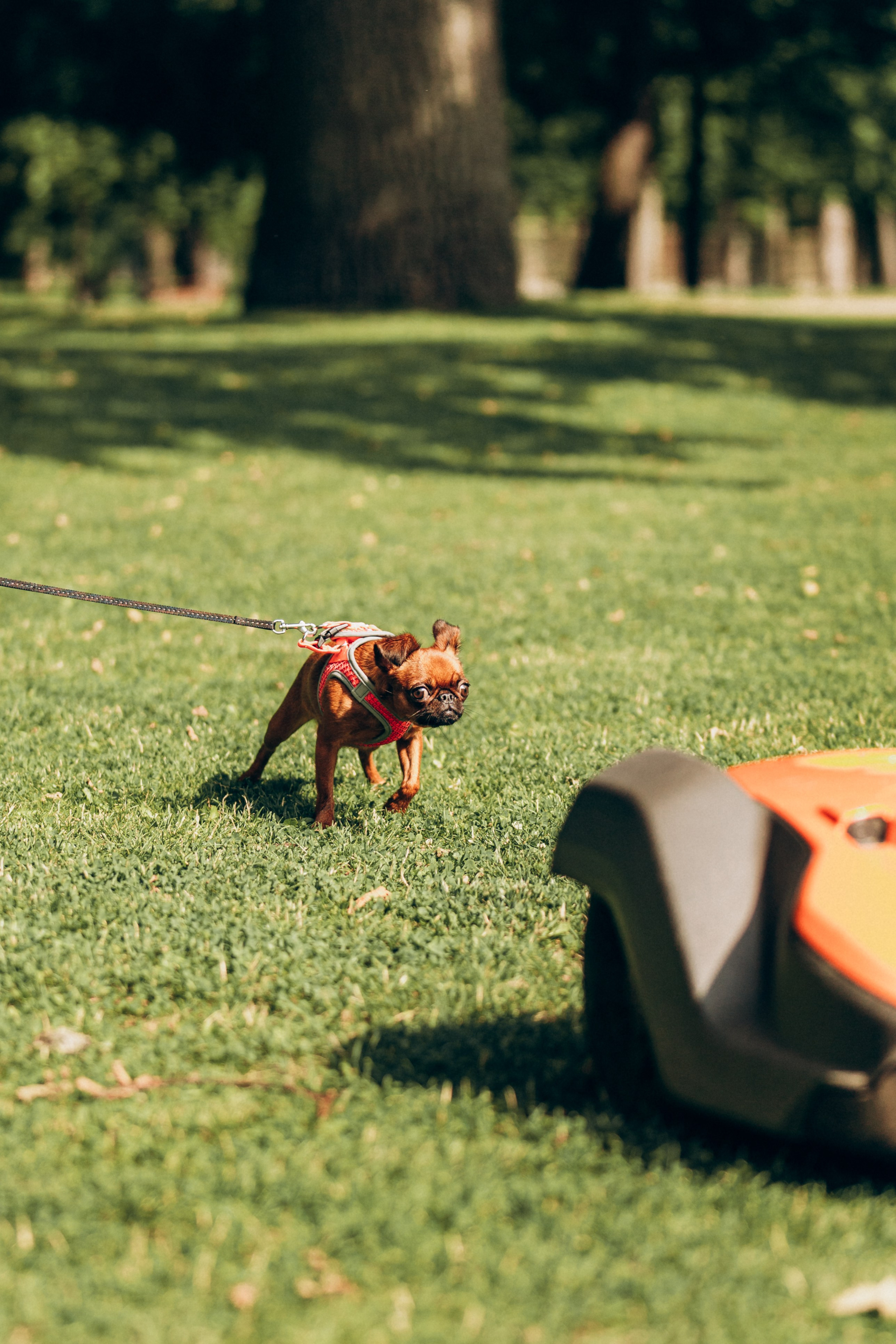Natalia, Janik, Nusha & Betty. Фотограф-анималист в Таллинне, Катя Лайсаар
