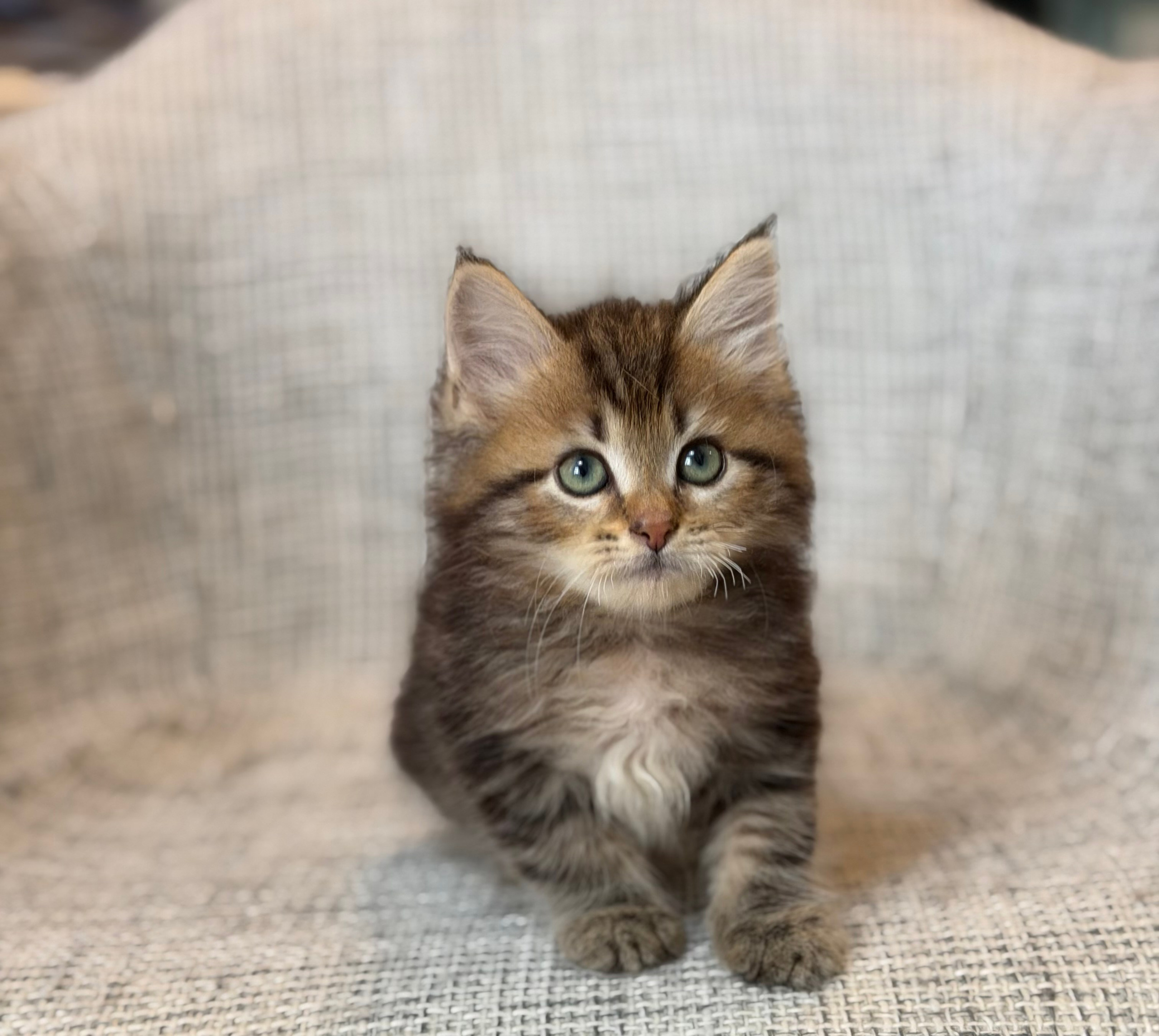Flora Brown Tabby Female
