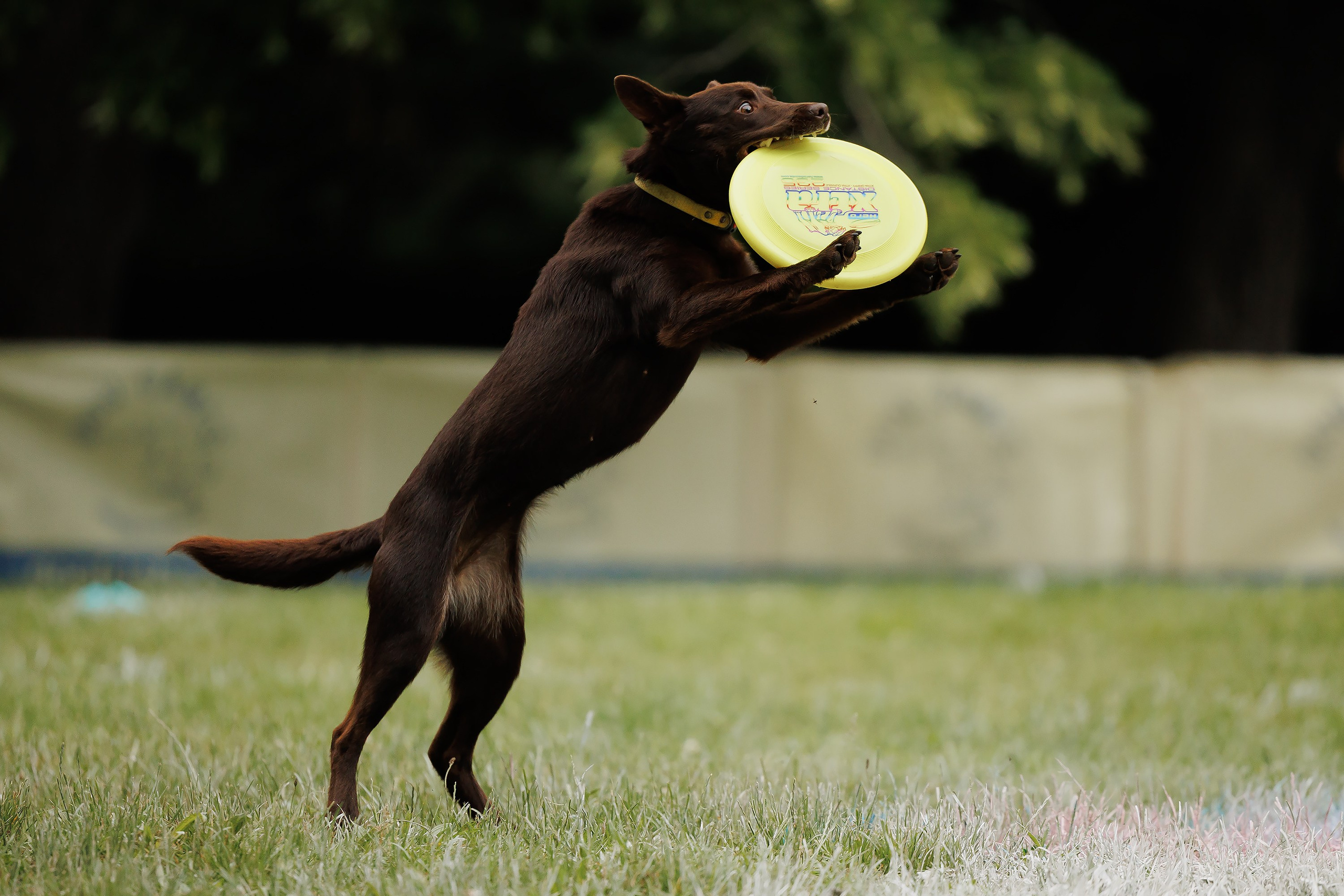 Latające psy, Wrocław'25. Kaja | fotograf psów we Wrocławiu