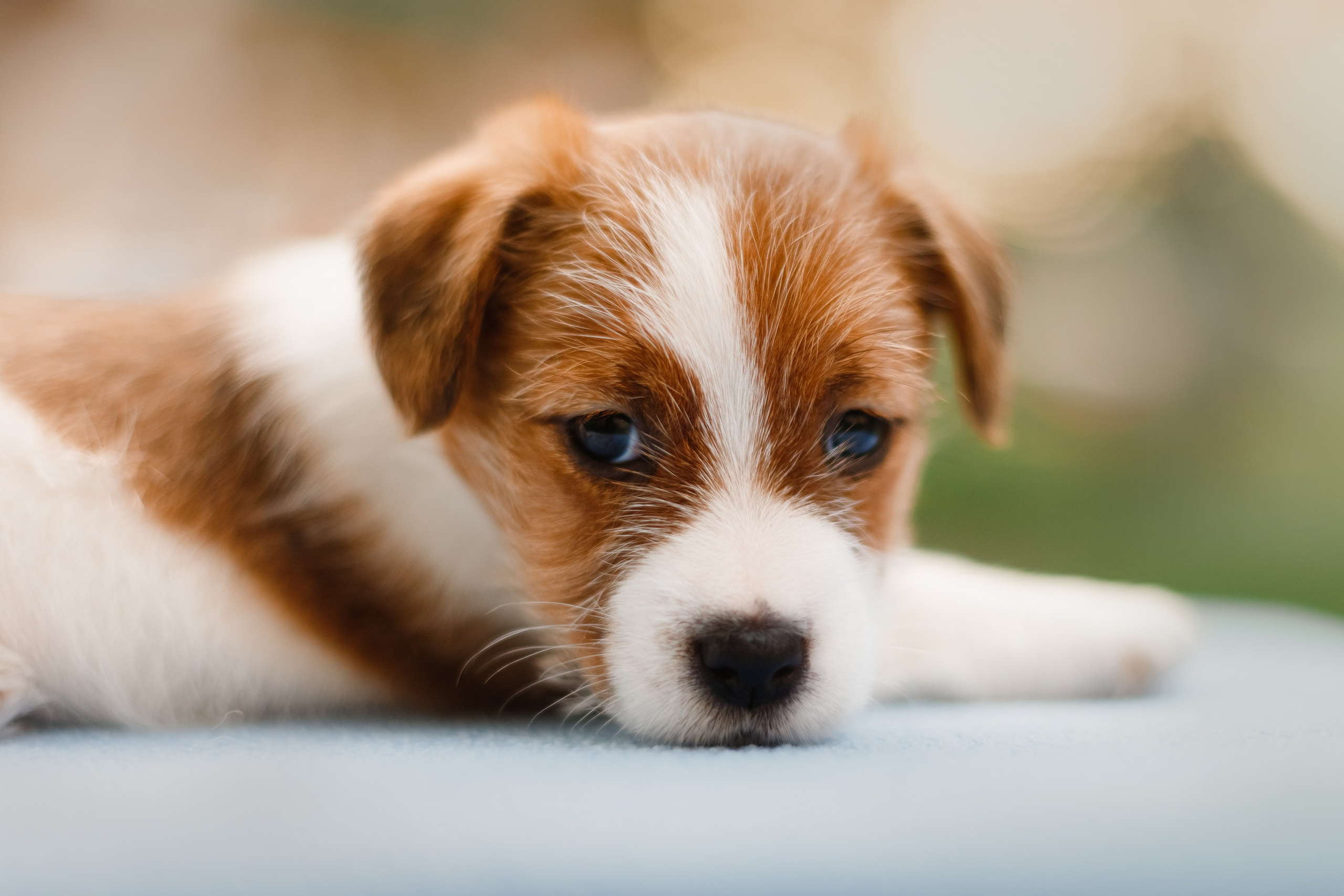 Jack russel puppies. Kaja | fotograf we Wrocławiu | ludzie i psy