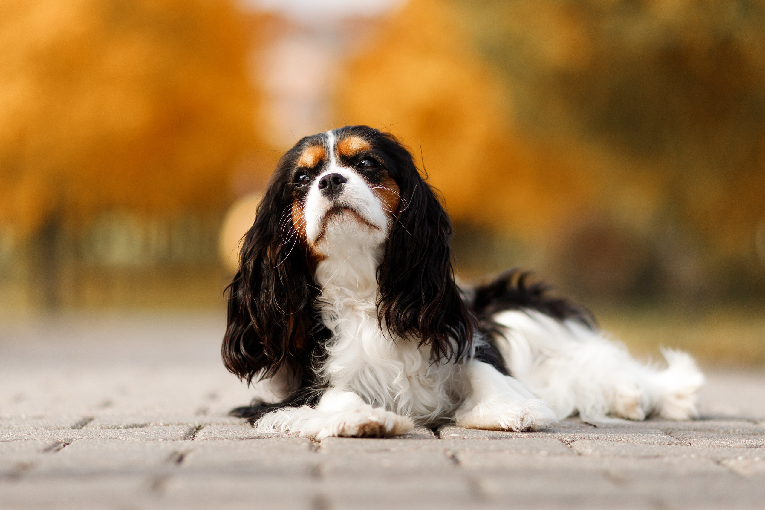 Autumn photo day for dog handler. Kaja | fotograf we Wrocławiu | ludzie i psy