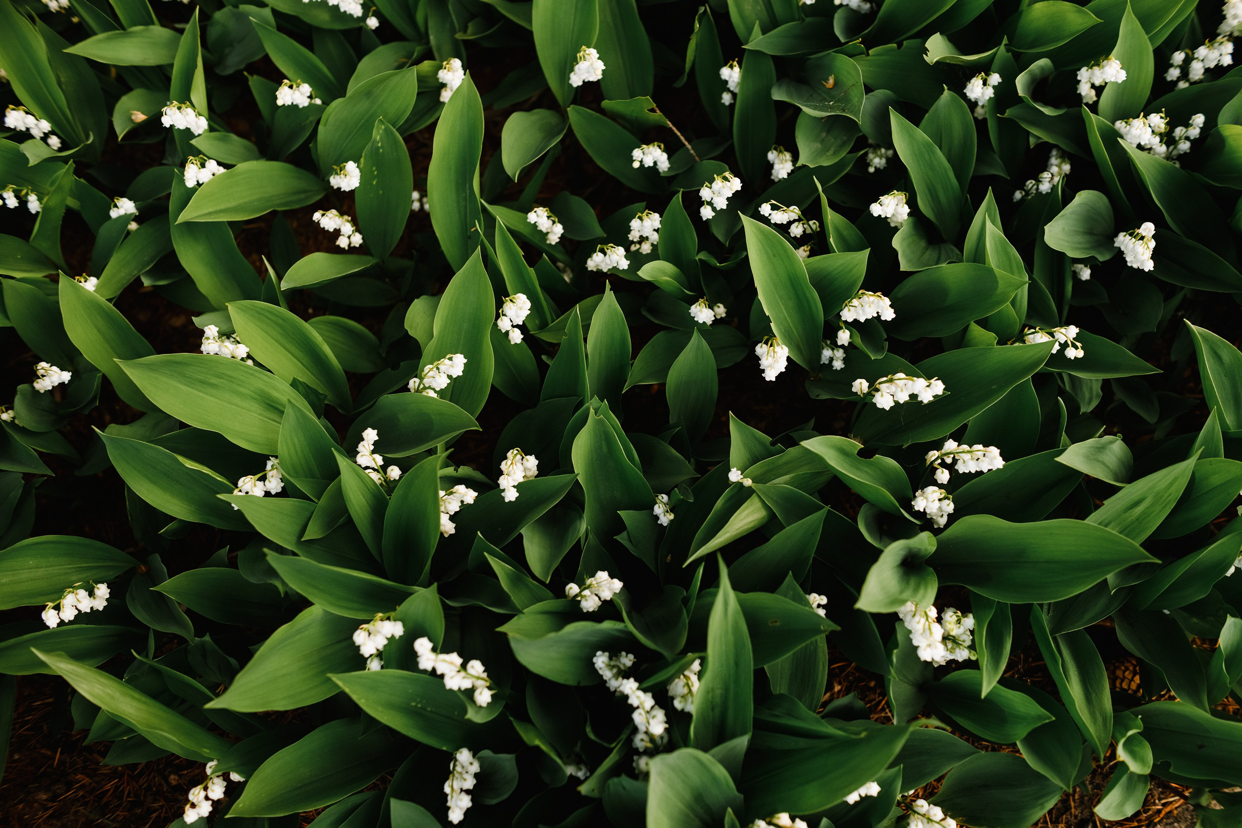 Grodno. Kaja | fotograf we Wrocławiu | ludzie i psy