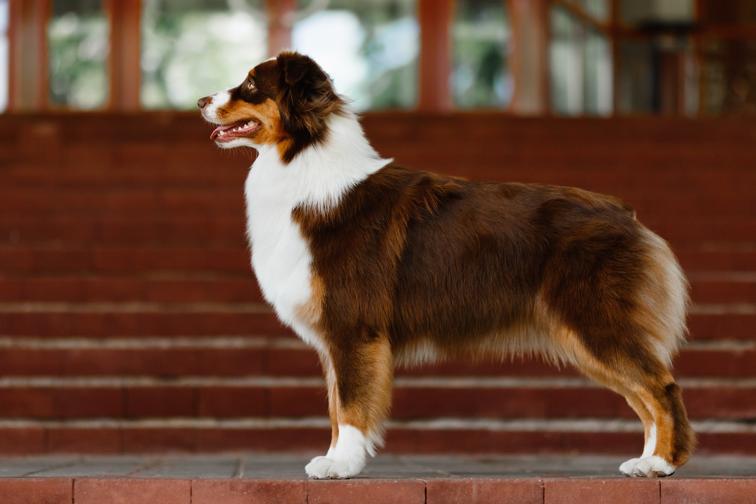 Dog shows | the best ones. Kaja | fotograf psów we Wrocławiu