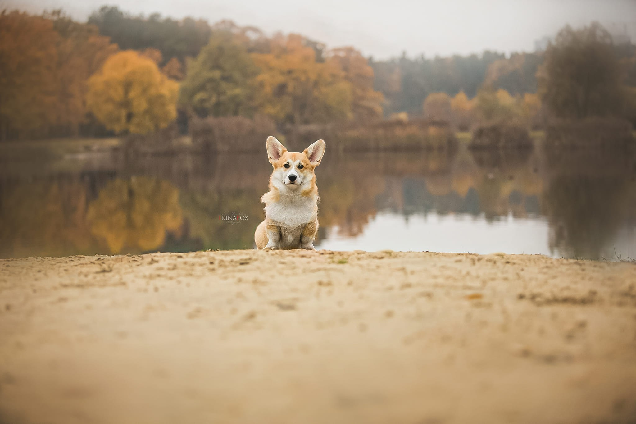 Порт анімал общ. Репортажний фотограф/анімаліст КИЇВ