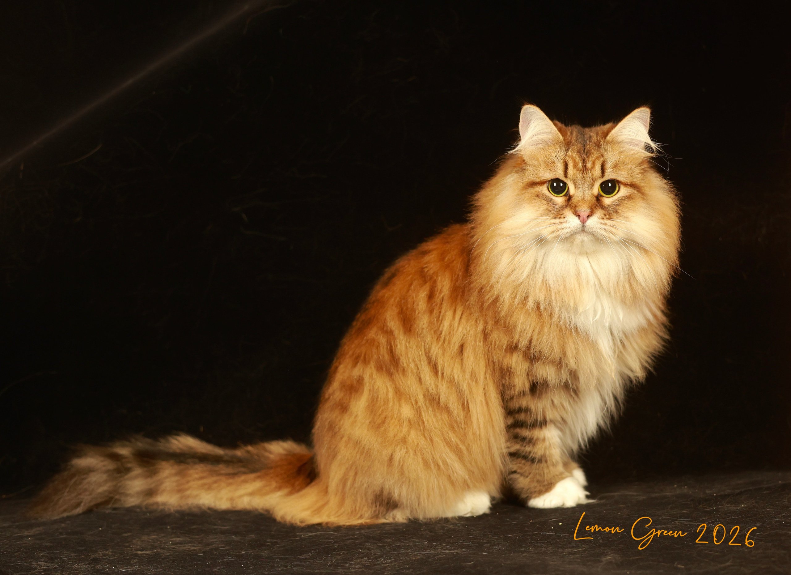 LEMON GREEN SIBERIANS BRIGITTE