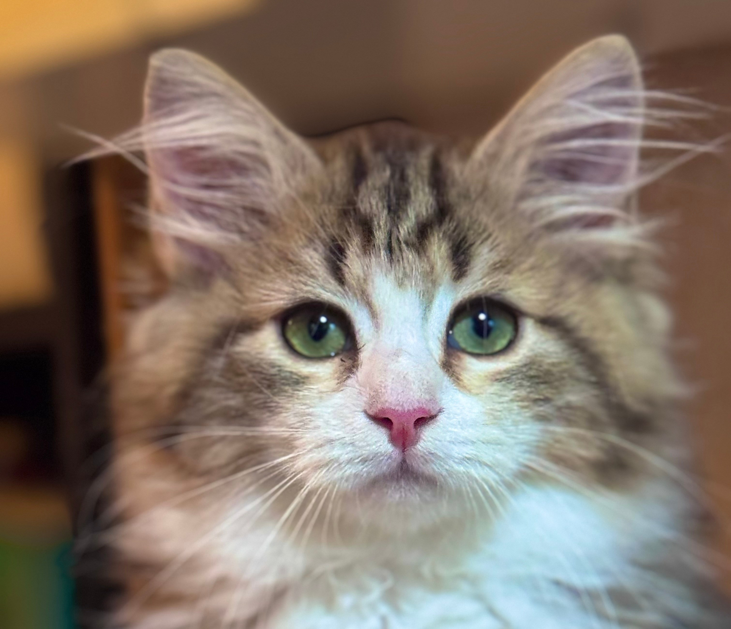 LEMON GREEN SIBERIANS LITTER OTMA