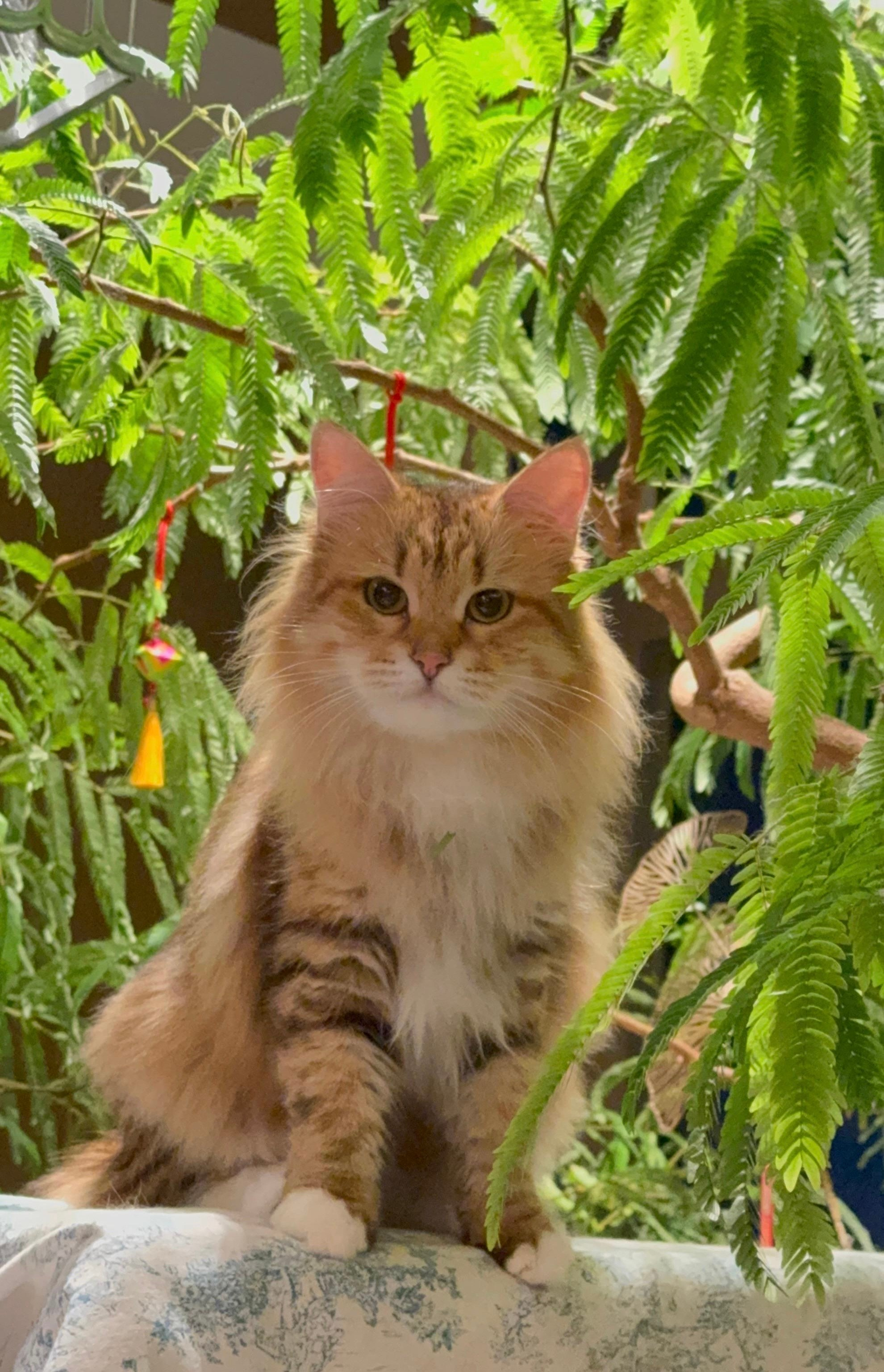 LEMON GREEN SIBERIANS BLANCHE