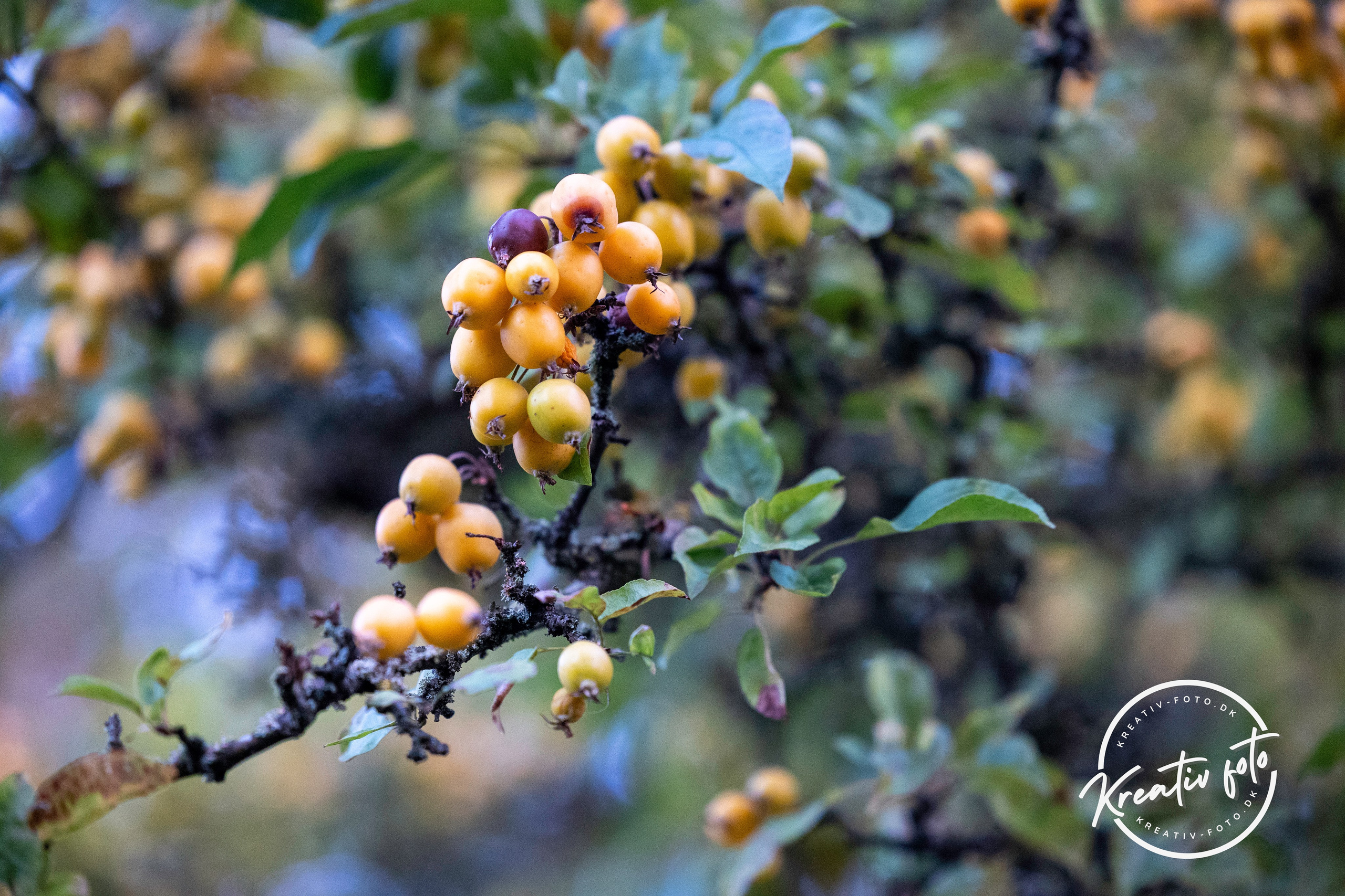 Efterår. Fotograf Aarhus | Portrætfoto Århus | Flotte billeder