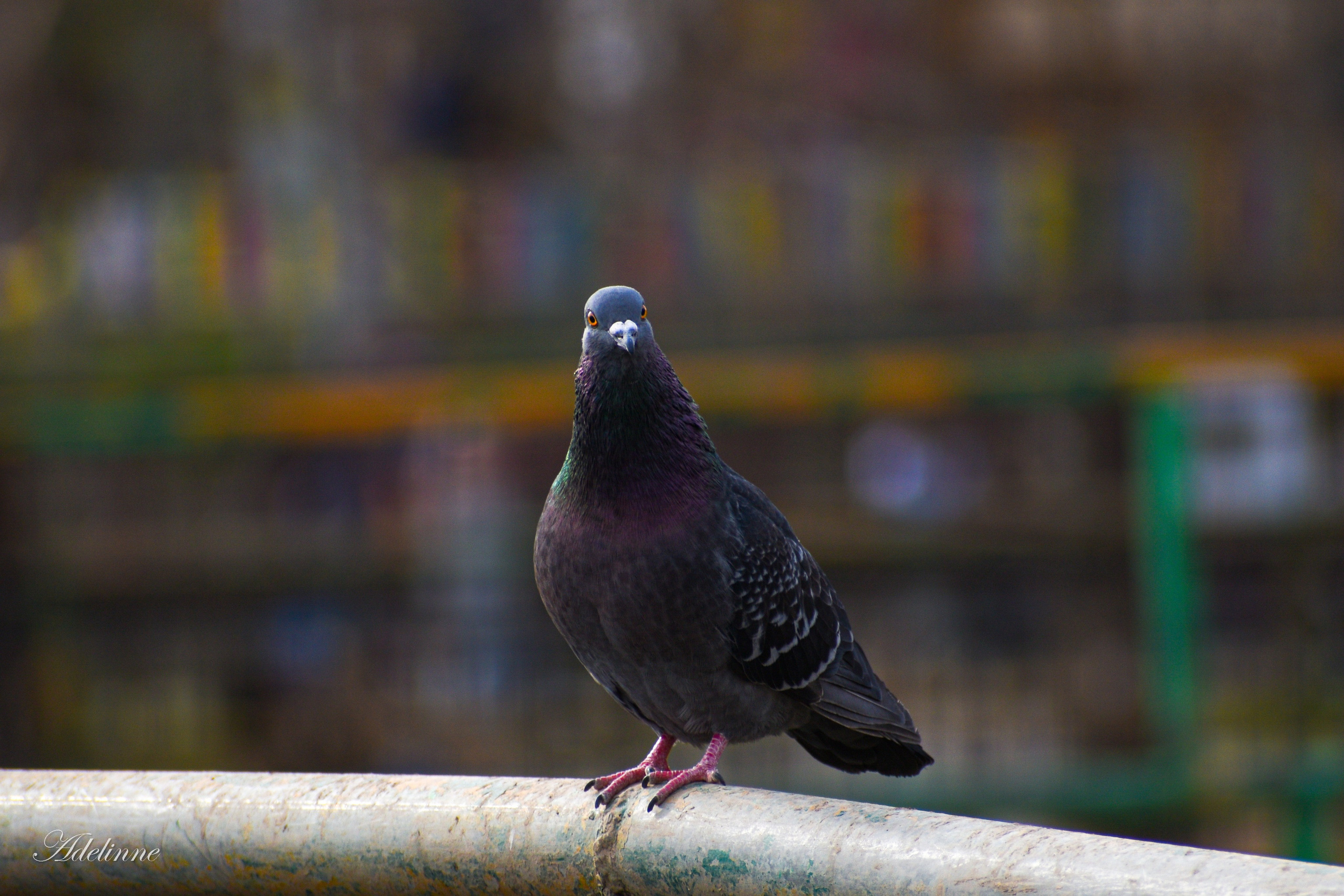 Nature❤️. Adelinne