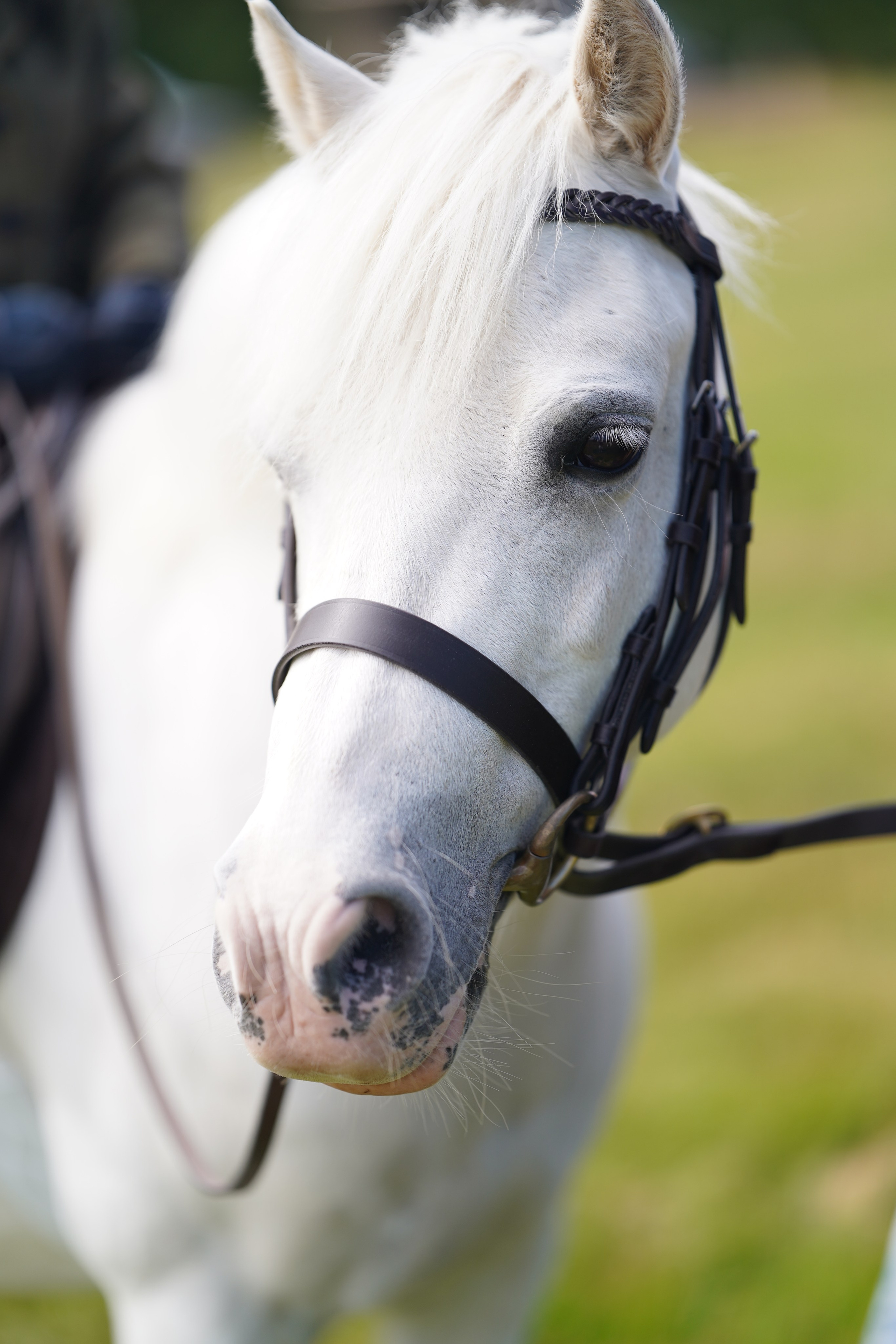 Headshots. Leicestershire Equine Photography by El | Authentic Equine Portraits & Events