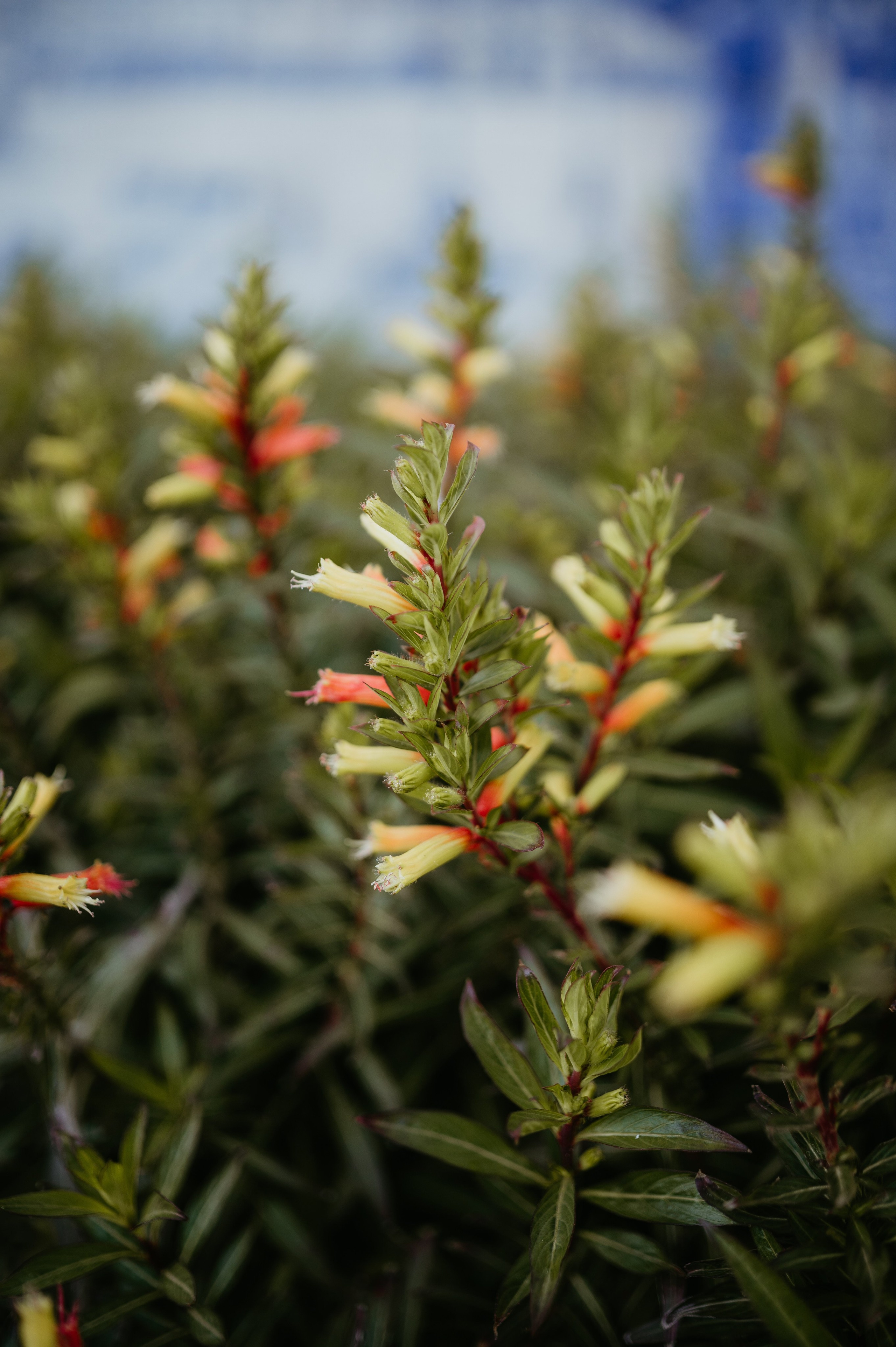 Ședință foto romantică în Lisabona – Inspirație pentru fotografiile de nuntă. Valentin Melen — wedding photographer