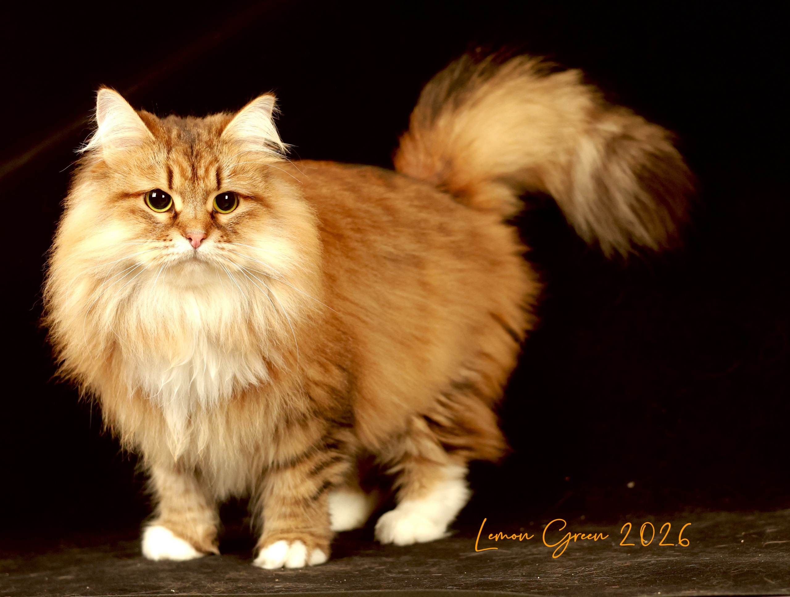 LEMON GREEN SIBERIANS BRIGITTE