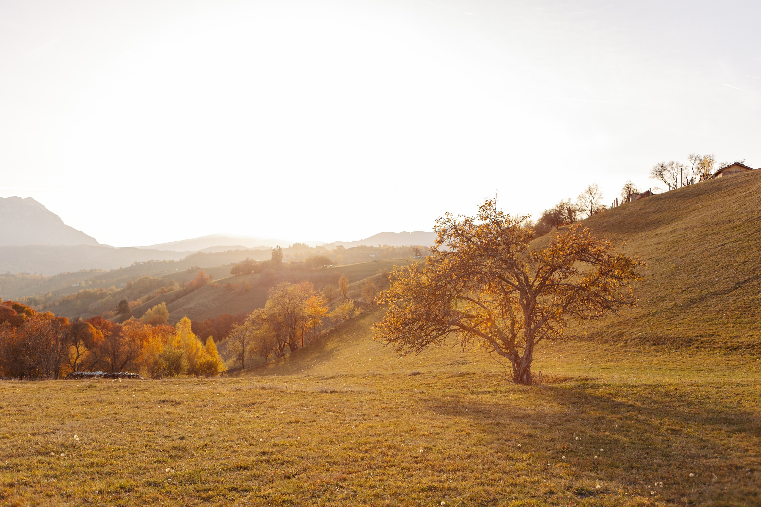 Ioana & Gigi. Cristina Andronache fotograf Brașov fotograf de familie fotograf de nunta Brașov
