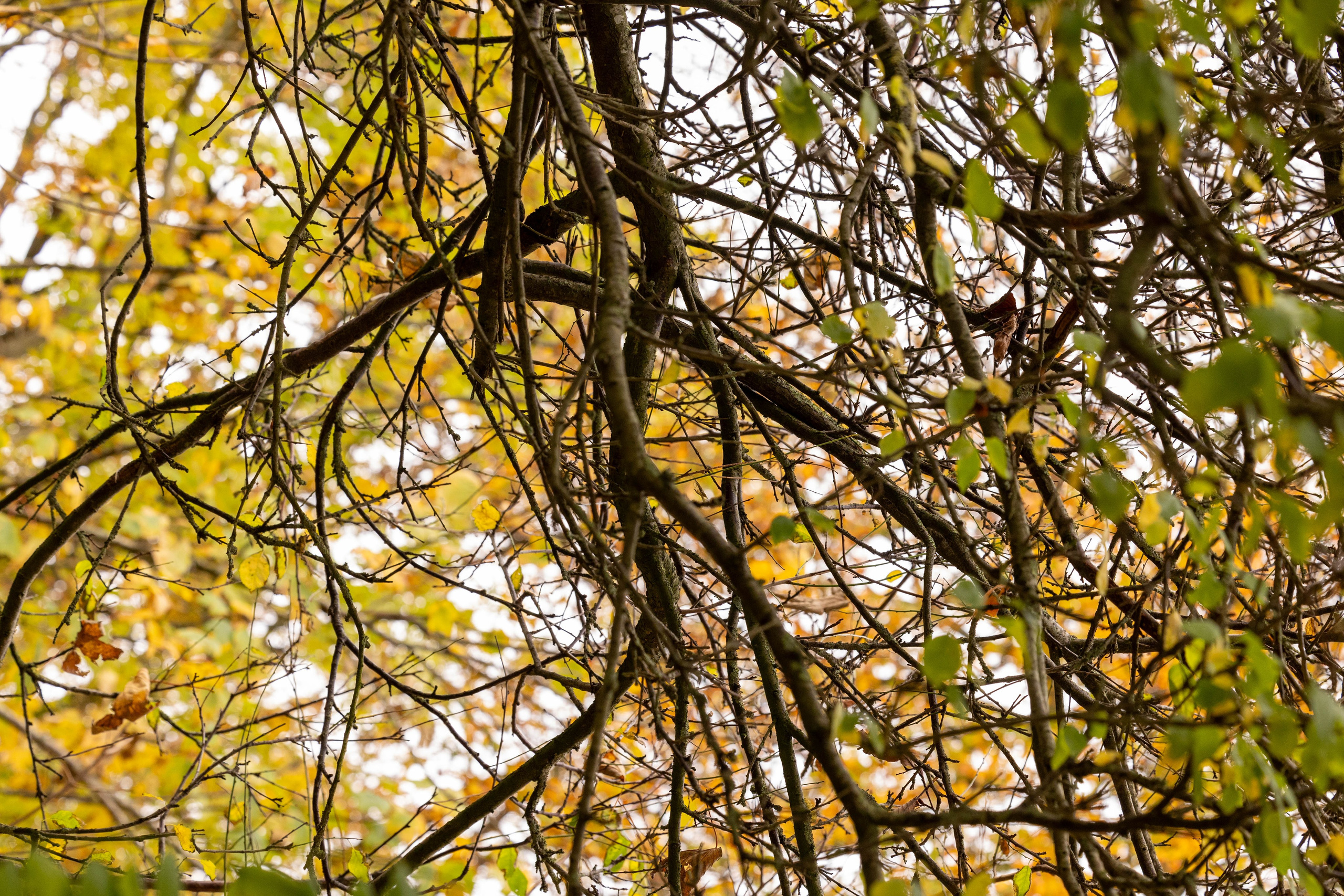 Efterår. Fotograf Aarhus | Portrætfoto Århus | Flotte billeder