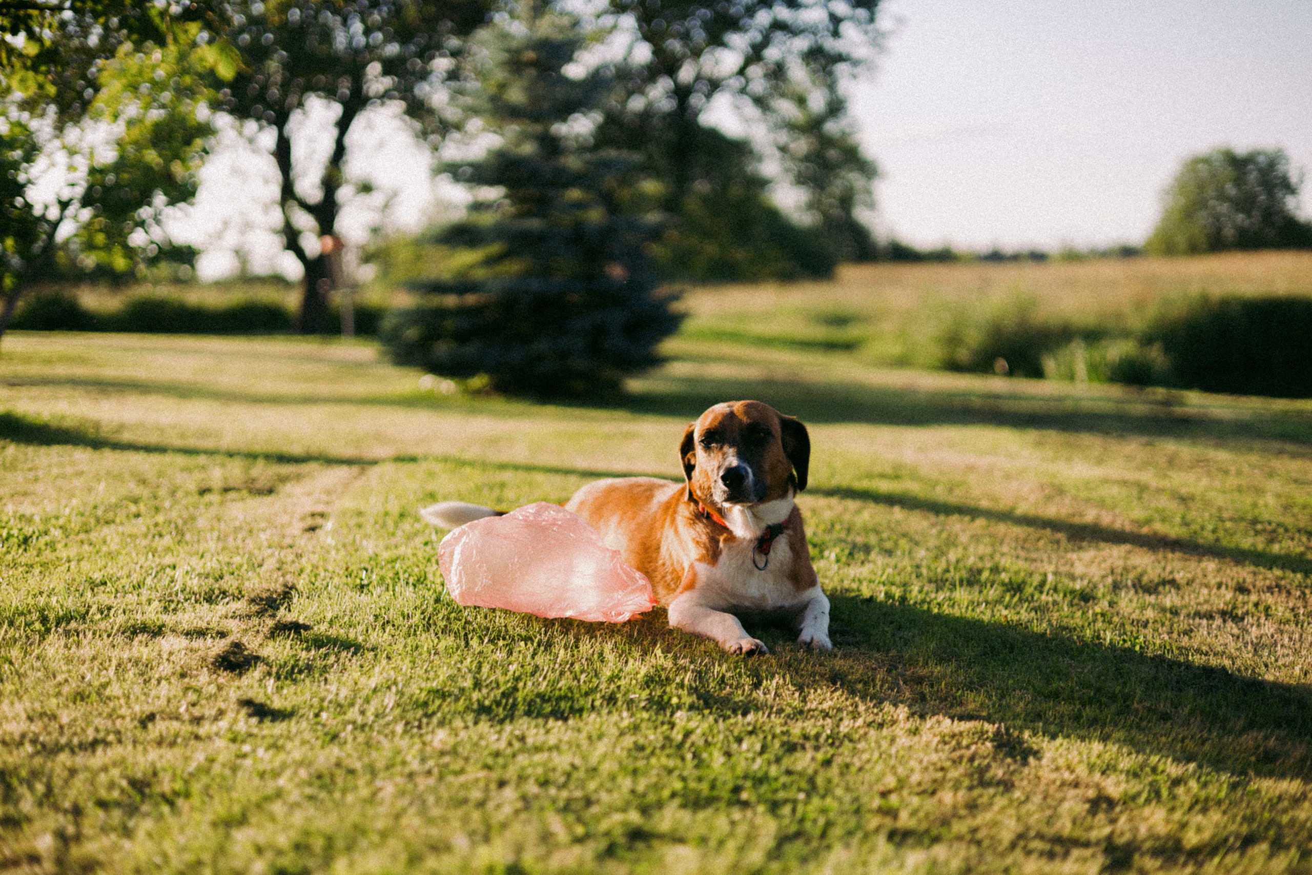 Vasara sode. Портретный фотограф Александра Самозванова