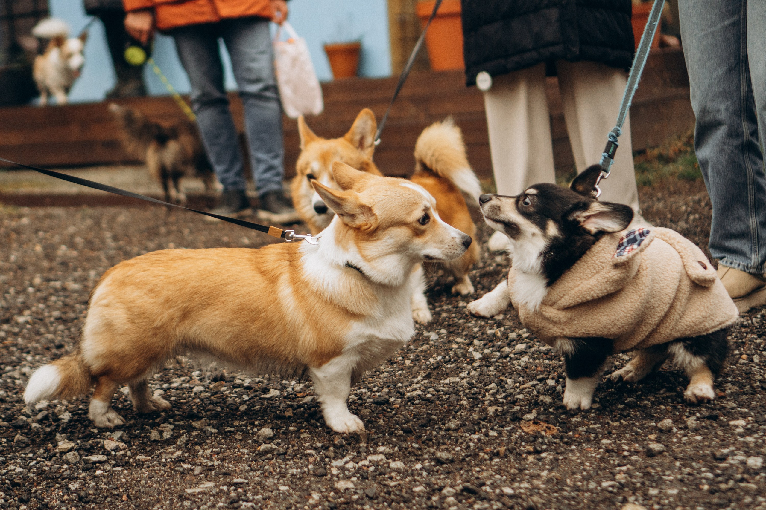 Corgi Fest, Christmas edition. Kat Laisaar — Pet photographer in Tallinn