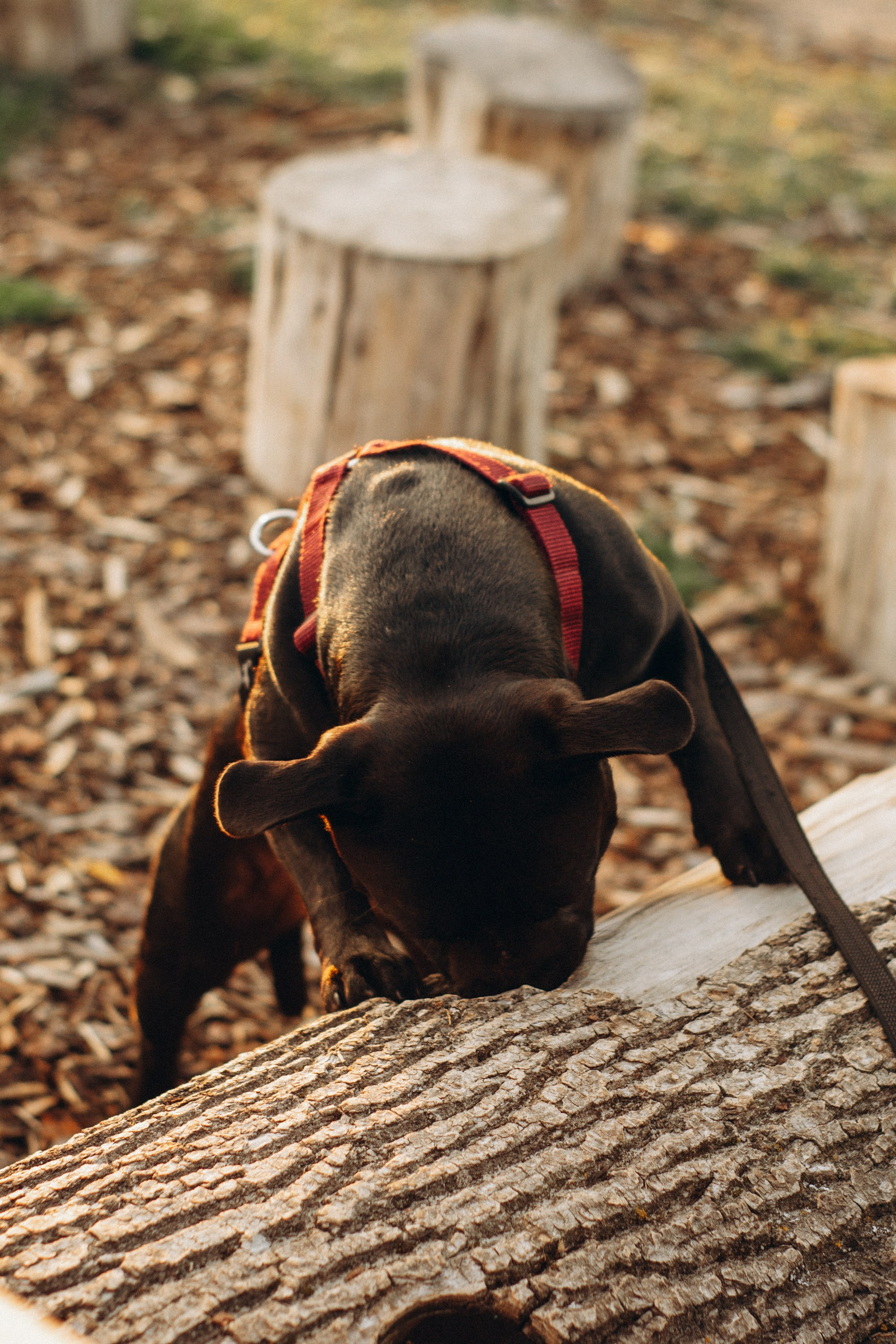 Severa and Barracuda, Staffordshire Bull Terriers. Kat Laisaar — Pet photographer in Tallinn