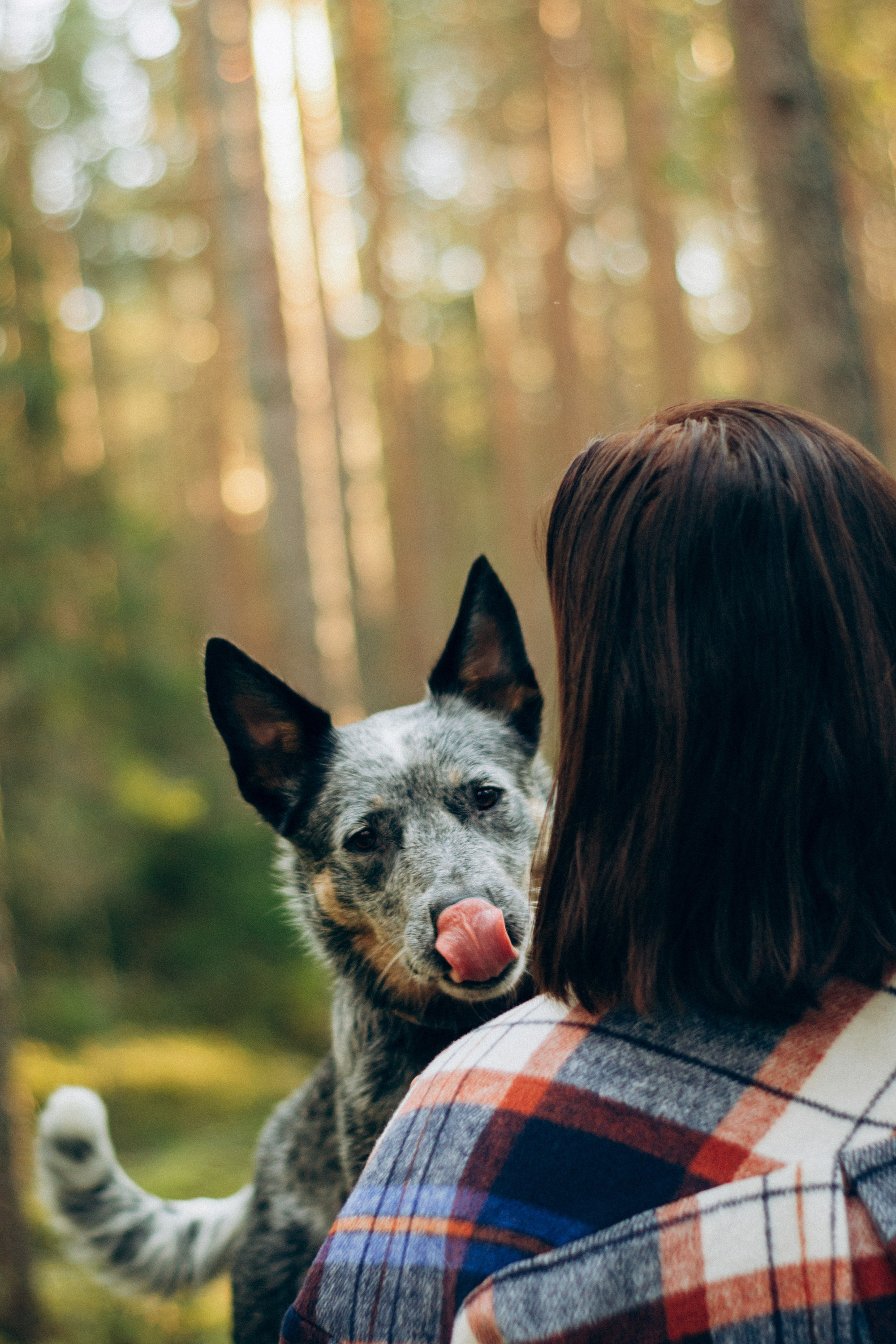 Polina and her Dakota, Blue Heeler. Kat Laisaar — Pet photographer in Tallinn