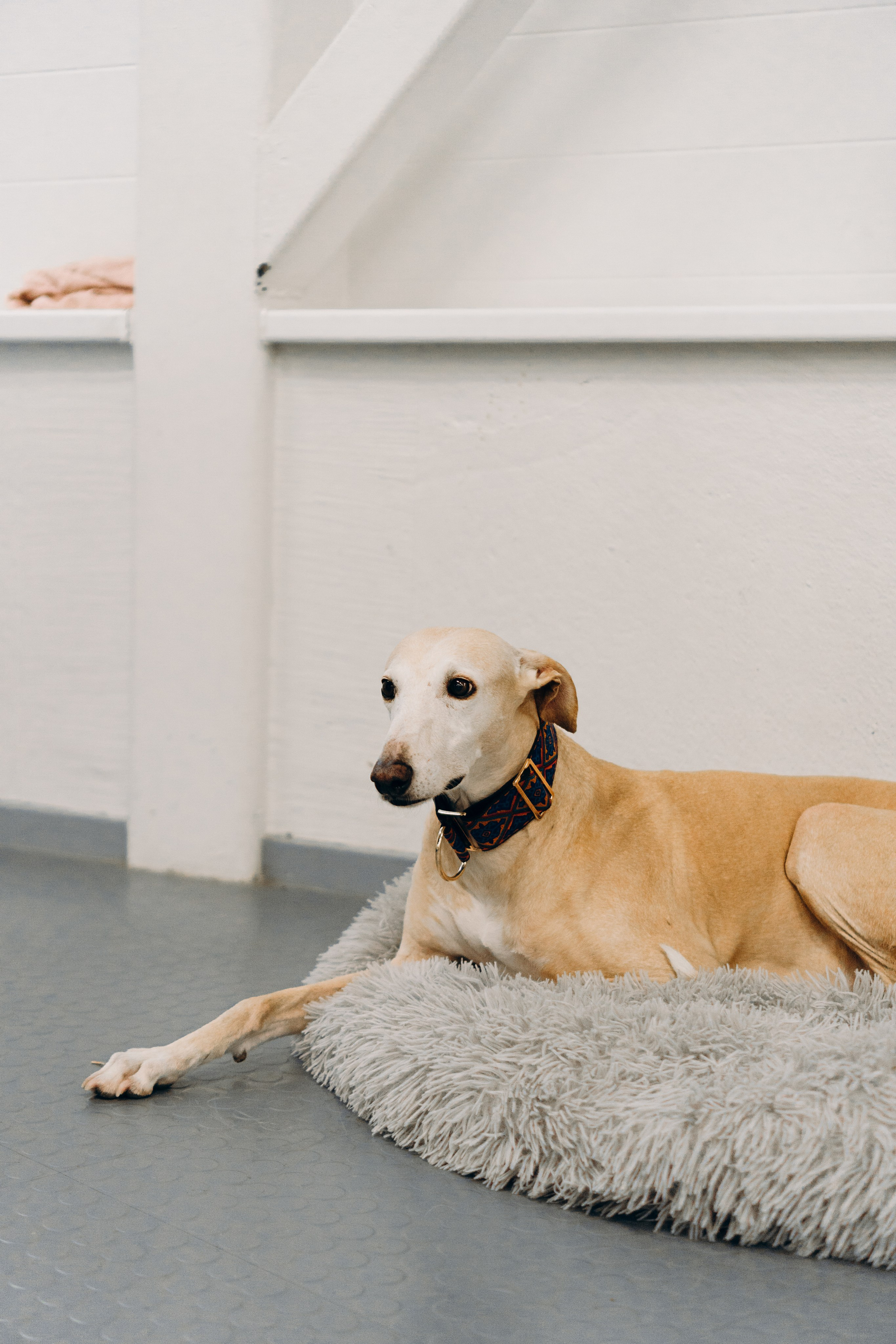 GalgoTreff / PetCity Rannamõisa, 13 apr. 2025. Kat Laisaar — Pet photographer in Tallinn