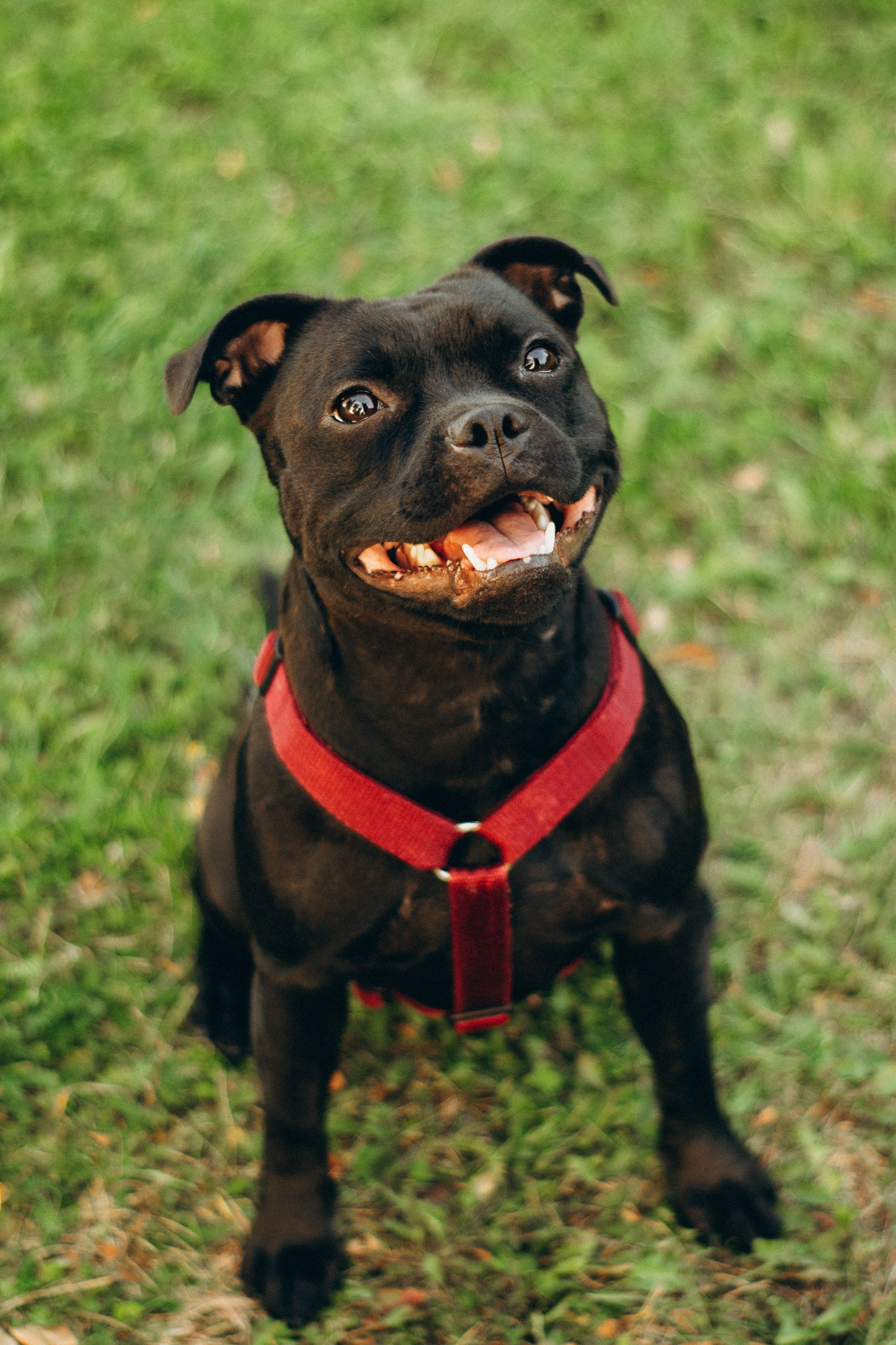 Severa and Barracuda, Staffordshire Bull Terriers. Kat Laisaar — Pet photographer in Tallinn