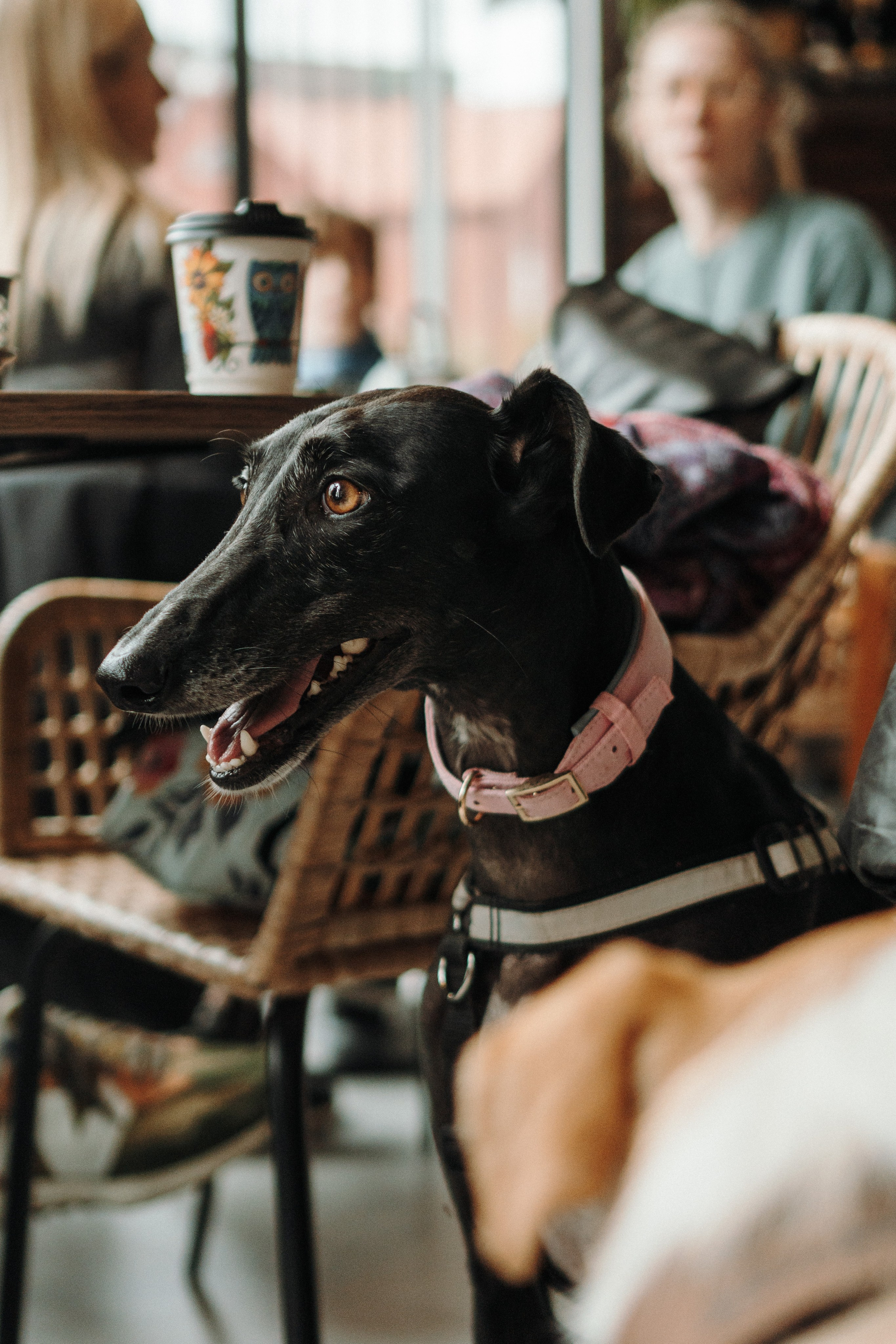 GalgoTreff / Mia Pagar 1 may, 2025. Kat Laisaar — Pet photographer in Tallinn