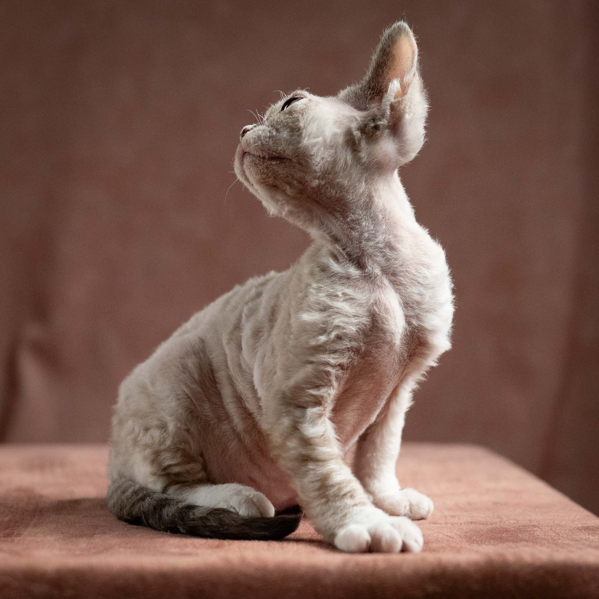 Nova, girl, born 01.17.26. Devon Rex Pixie Cattery