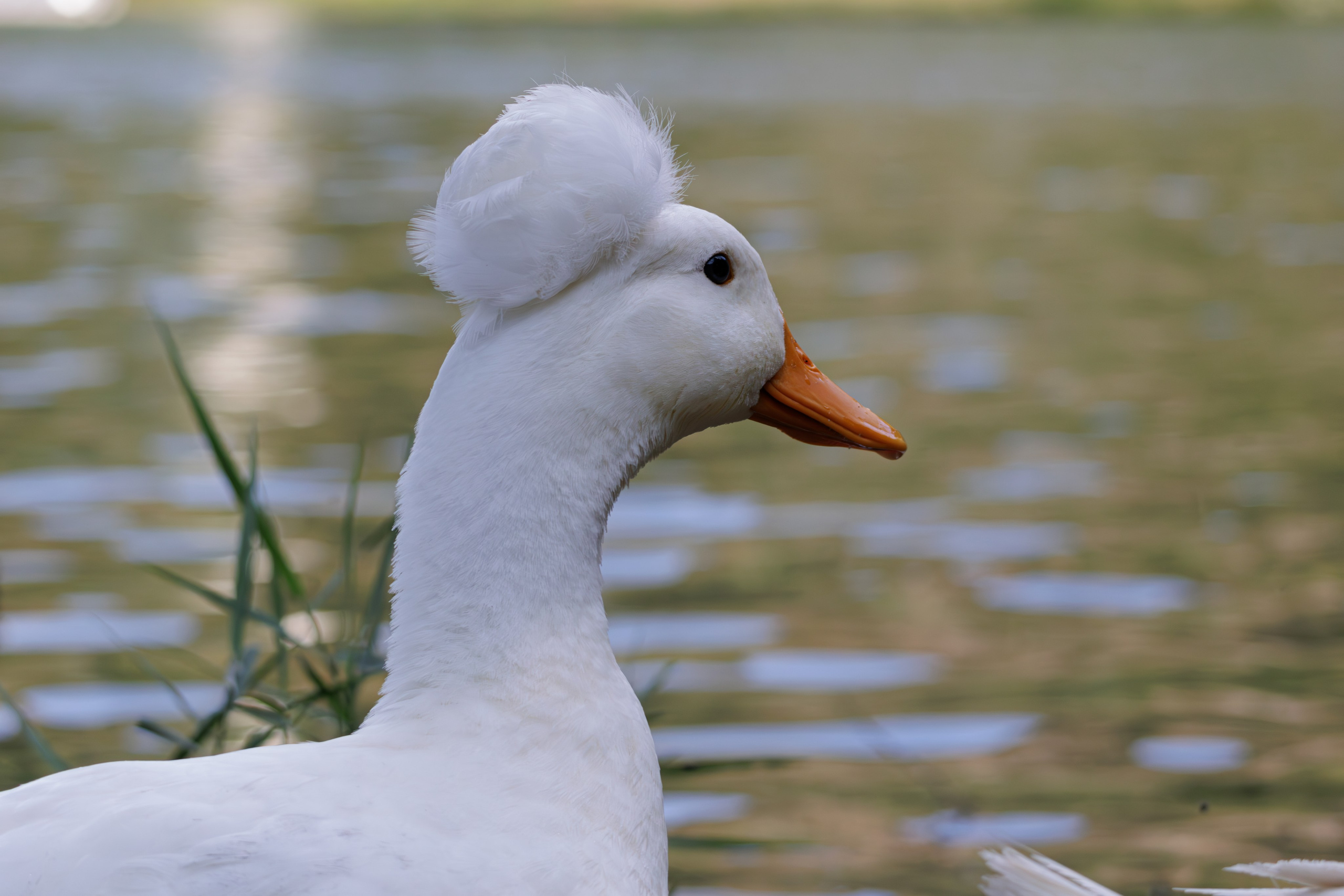 გასეირნება წავკისიდან ვაკის პარკამდე. FramefreeMan